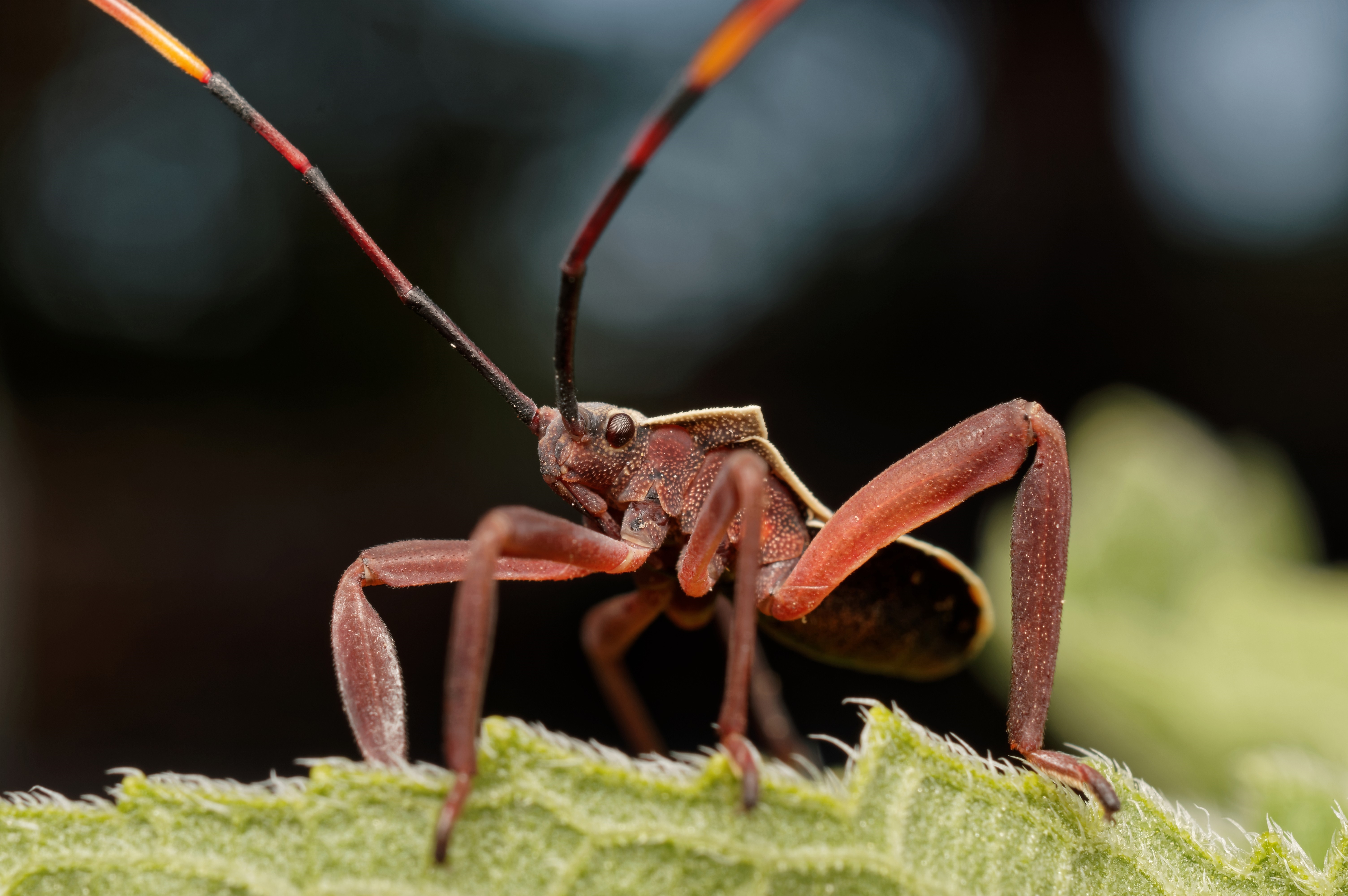 Macro photography of a red insect on a green leaf HD Wallpaper