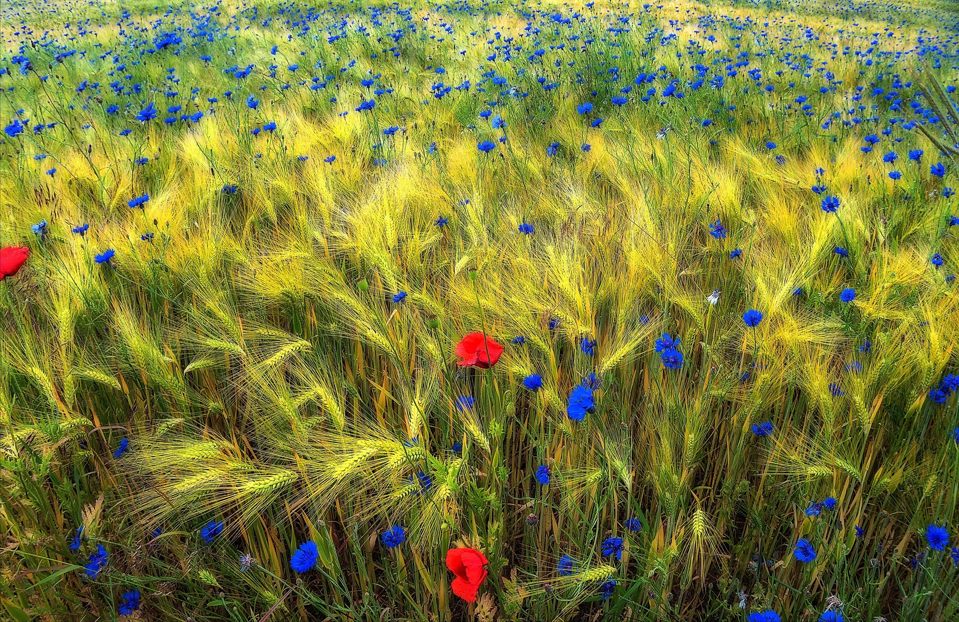 Field of wheat with blue cornflowers and red poppies HD Wallpaper