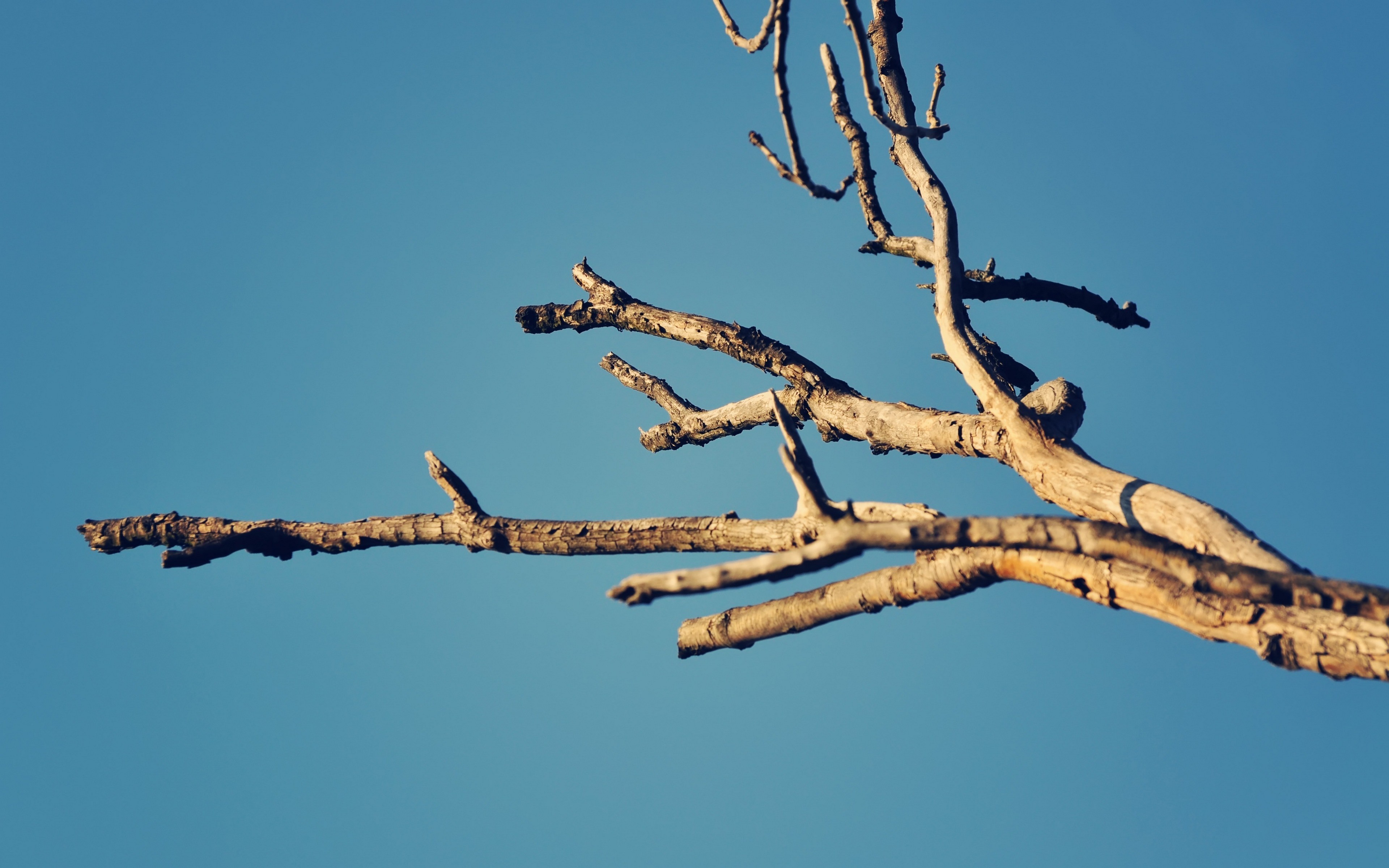 Dry tree branches against a clear blue sky HD Wallpaper