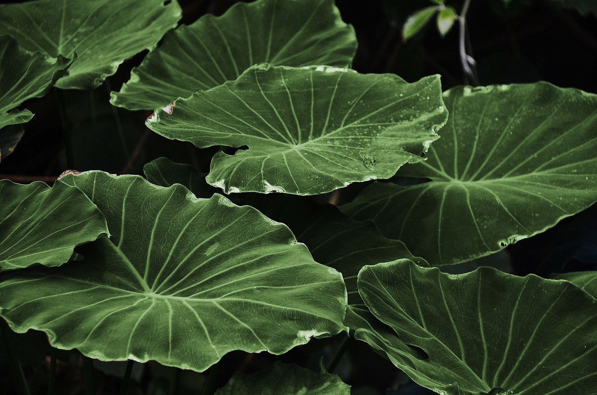 Close-up of large green elephant ear leaves HD Wallpaper