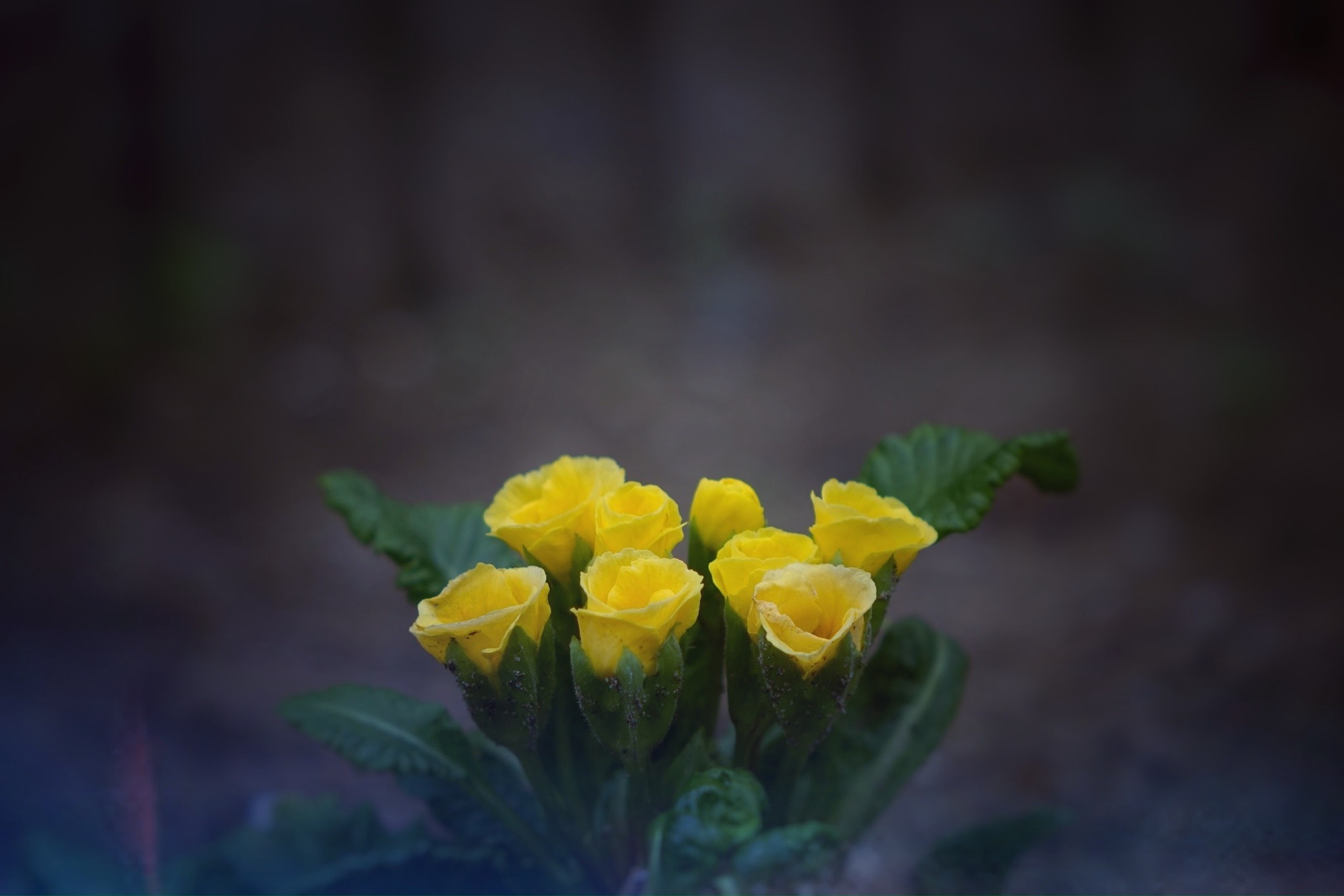 Yellow primrose flowers with green leaves HD Wallpaper