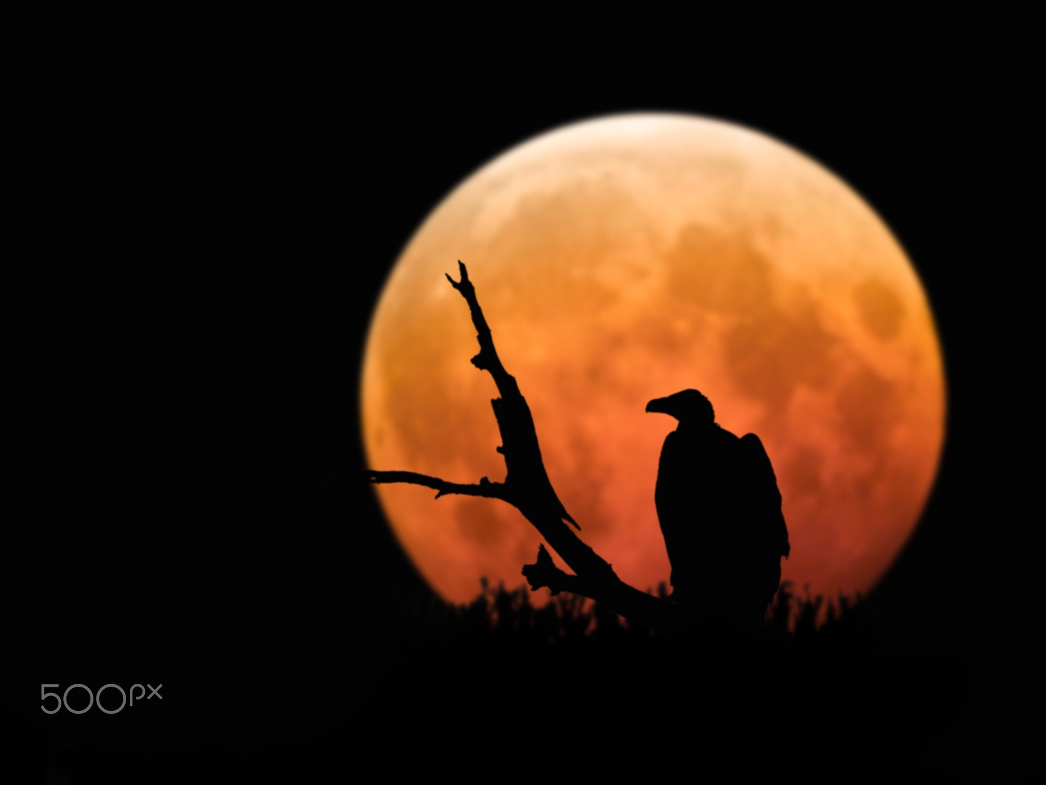 Silhouette of a vulture on a branch against a full moon HD Wallpaper