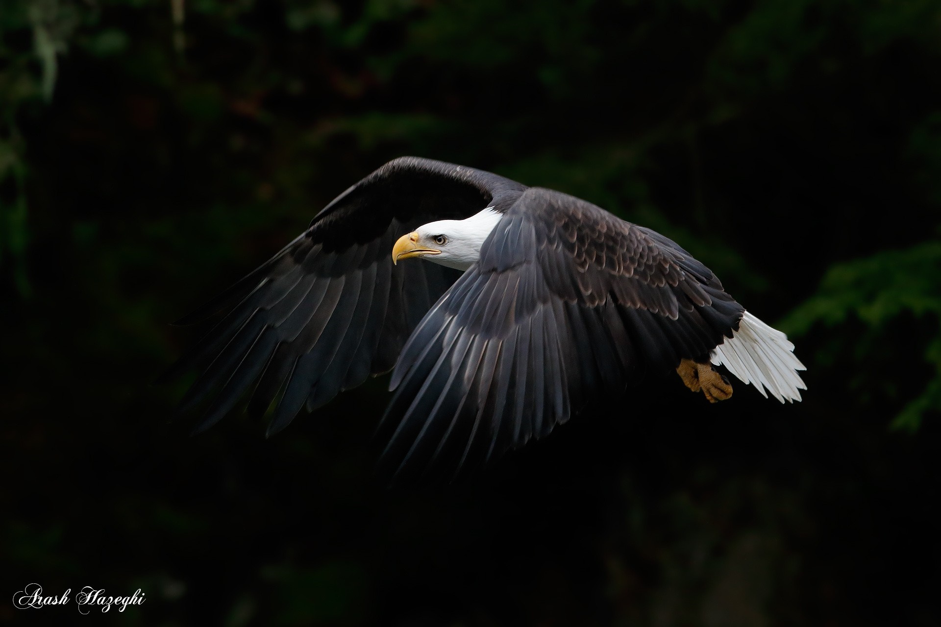 Bald eagle in flight against dark forest background HD Wallpaper