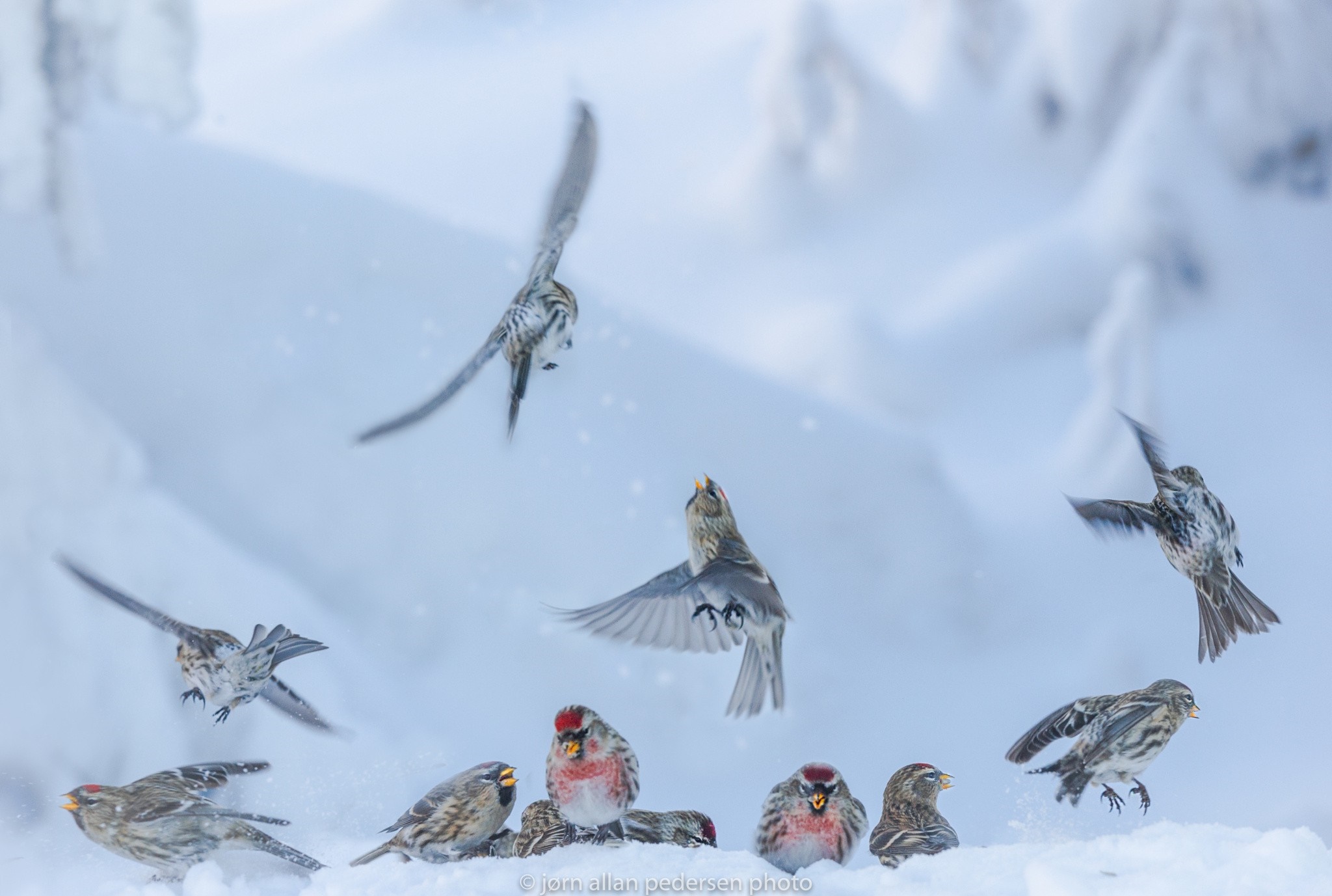 Birds in the snow during winter HD Wallpaper