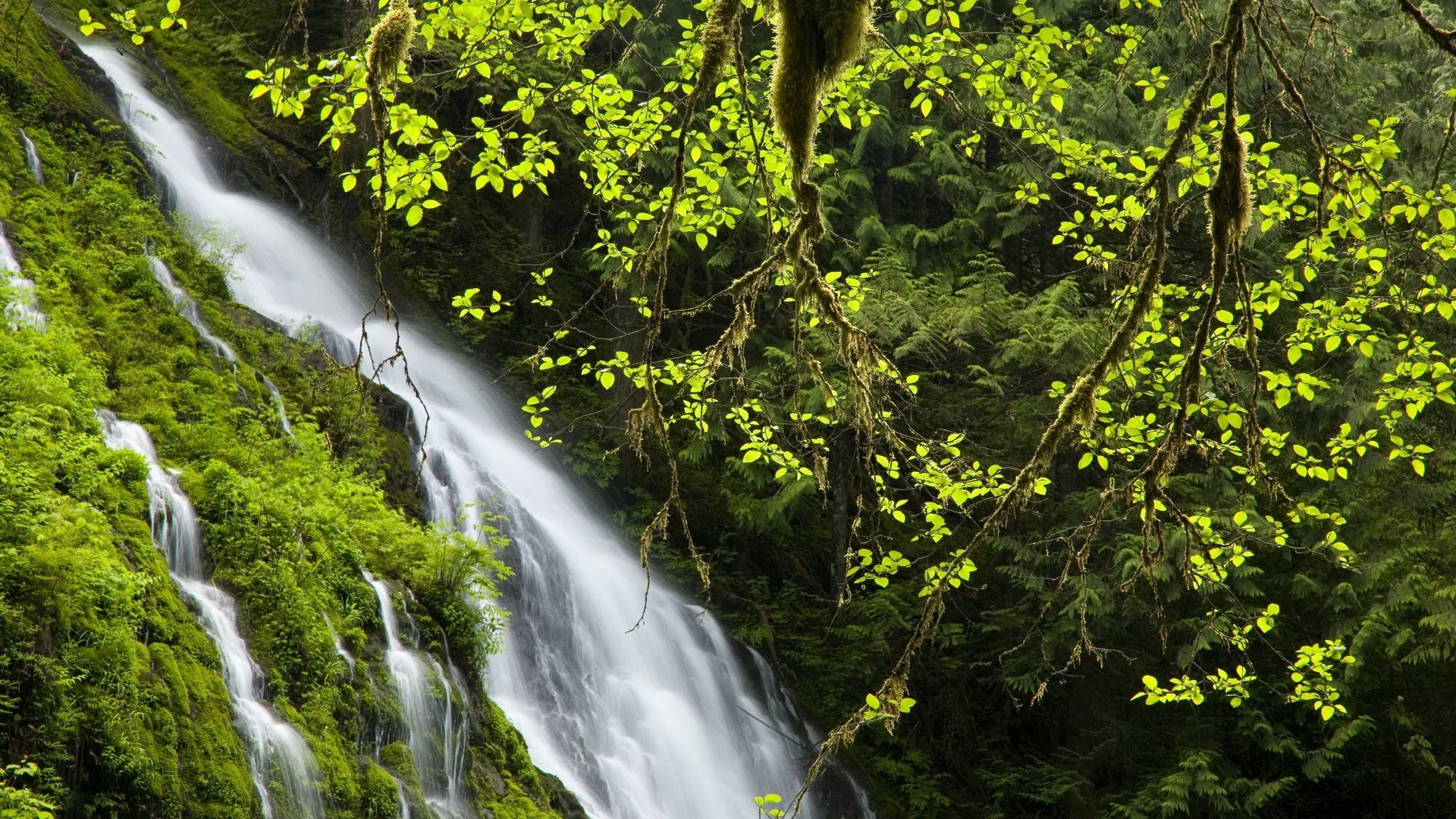 Mossy waterfall cascading through a vibrant green forest HD Wallpaper