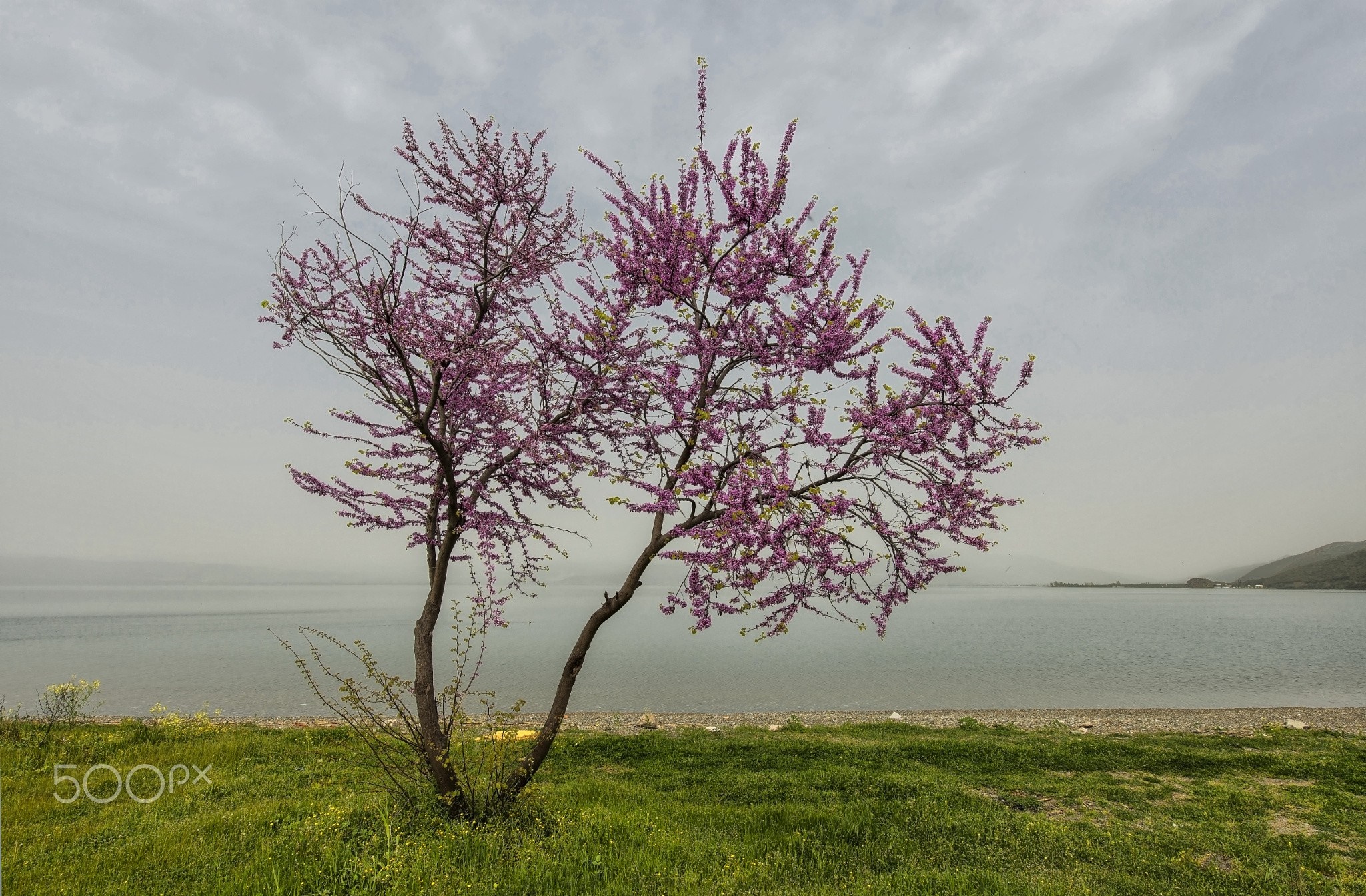 Flowering tree by the water HD Wallpaper