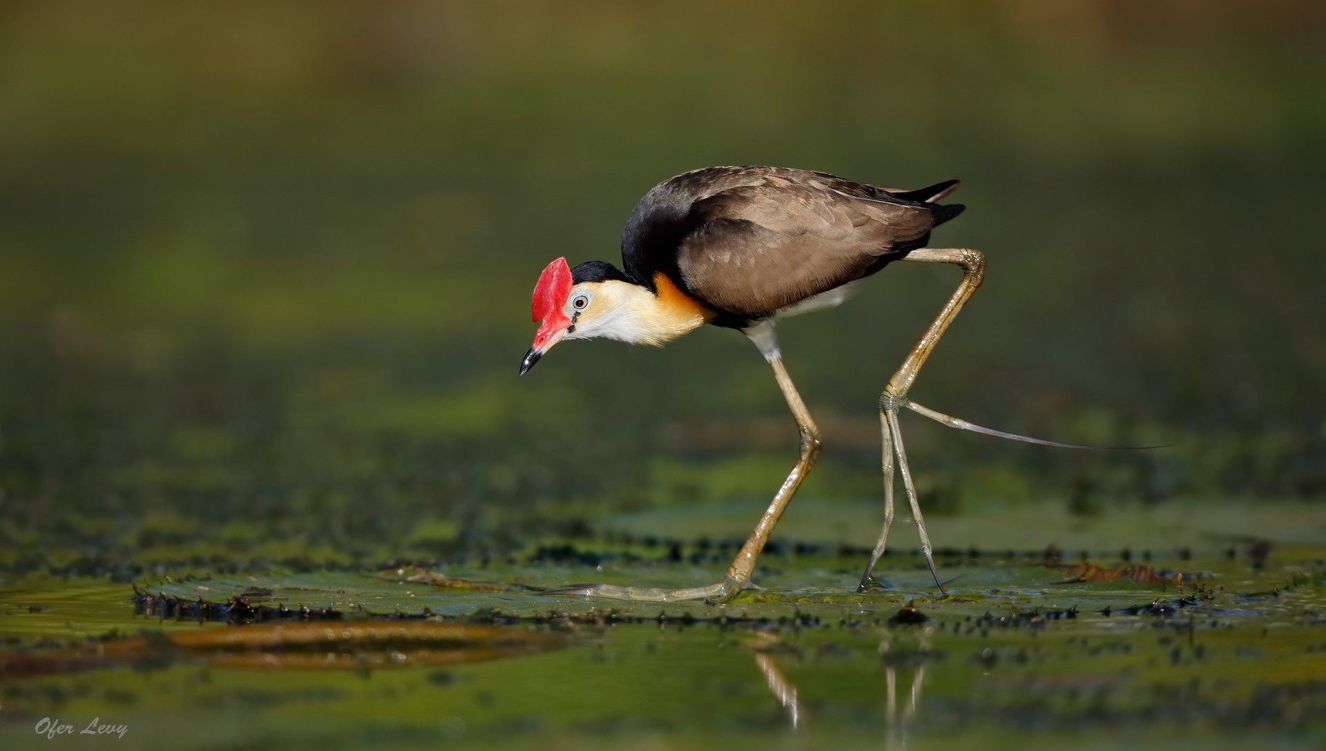Combattant de jacana sur des nénuphars HD Wallpaper