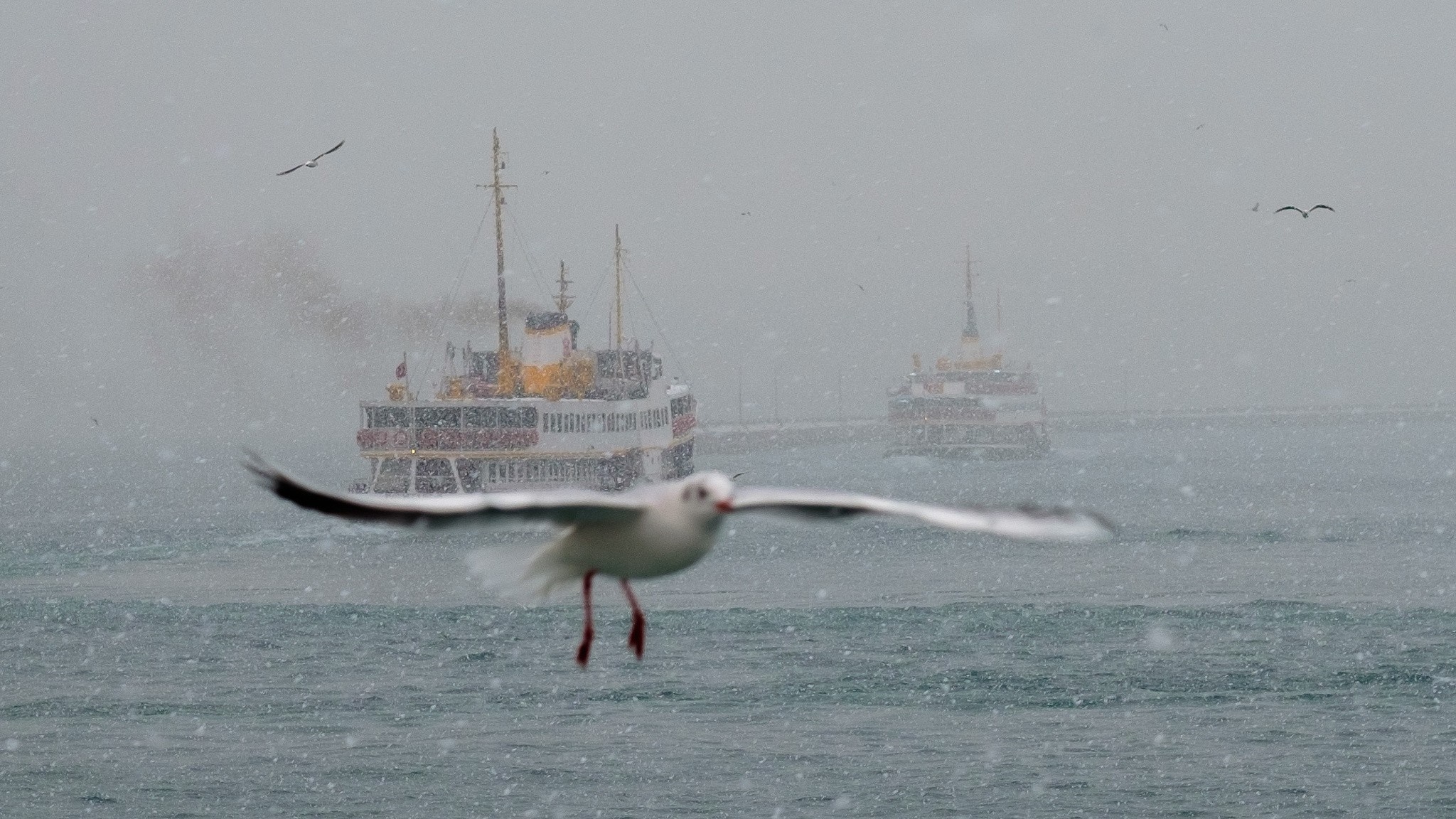 Seagull flying over water with ferries in snow HD Wallpaper