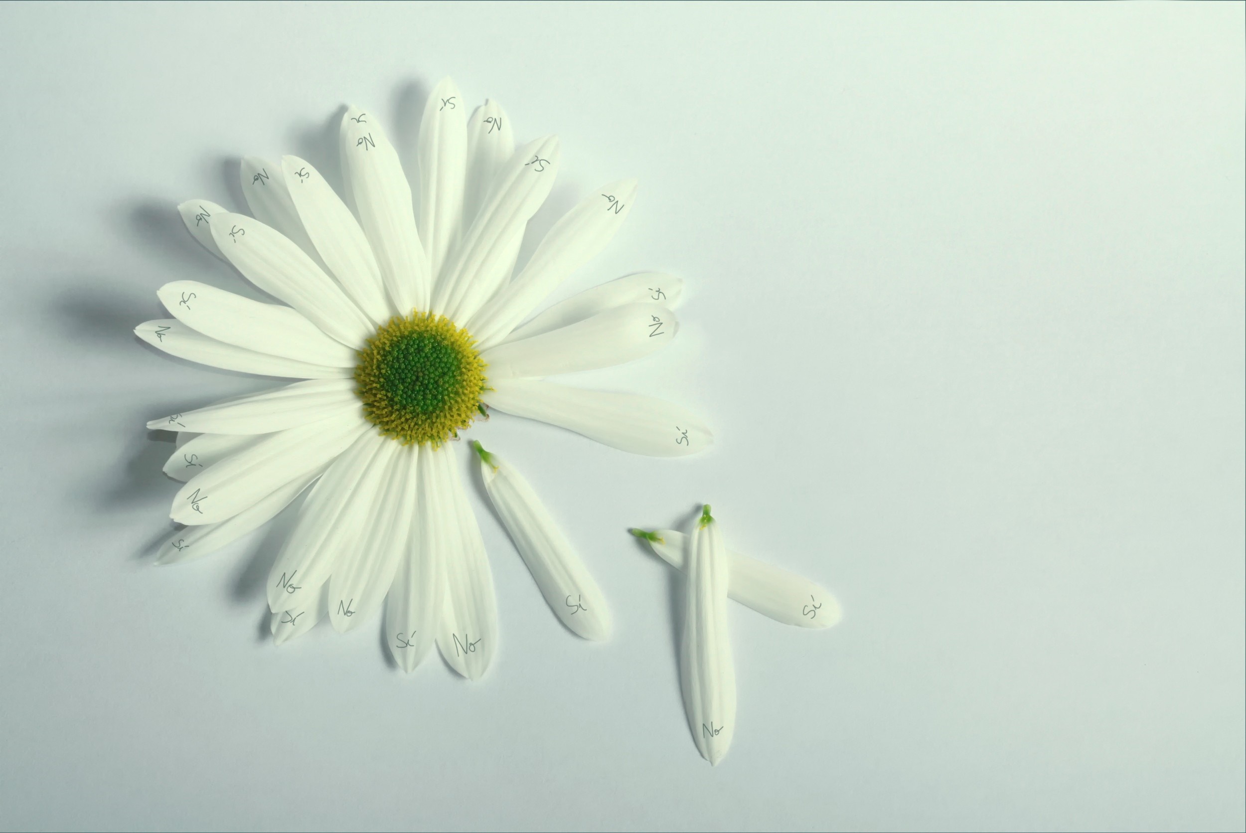 Daisy with petals numbered for 'he loves me, he loves me not' HD Wallpaper