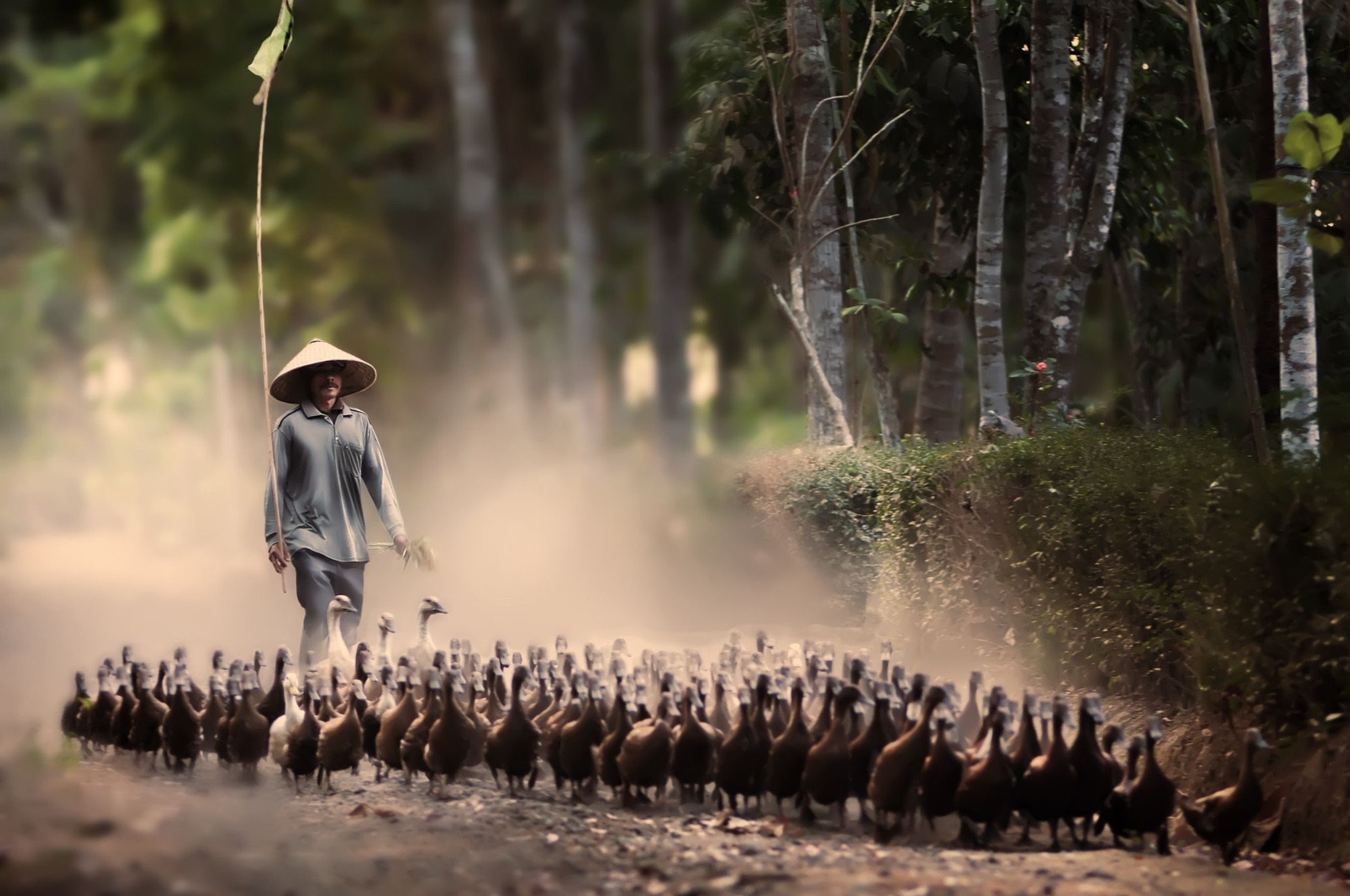 Farmer herding ducks on a dirt road HD Wallpaper