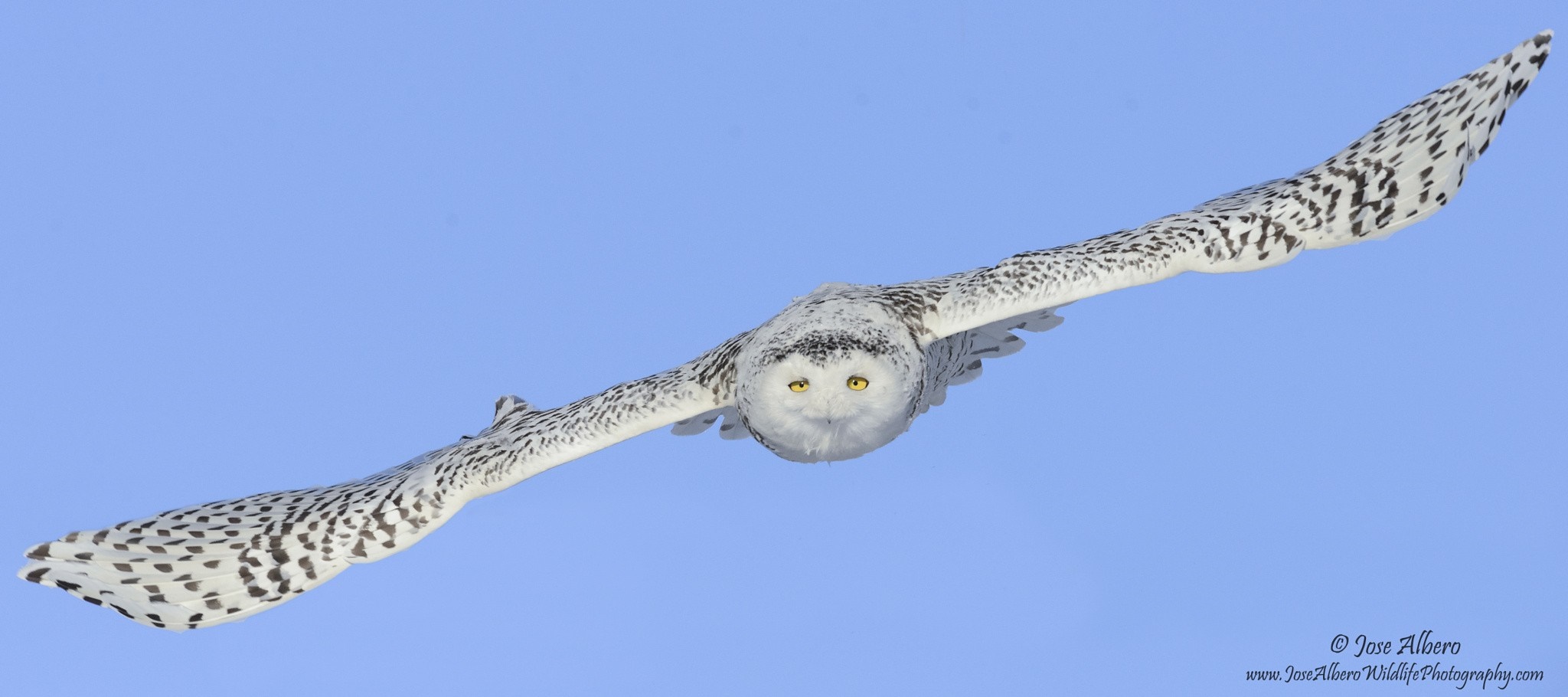 Snowy Owl in flight against a blue sky HD Wallpaper