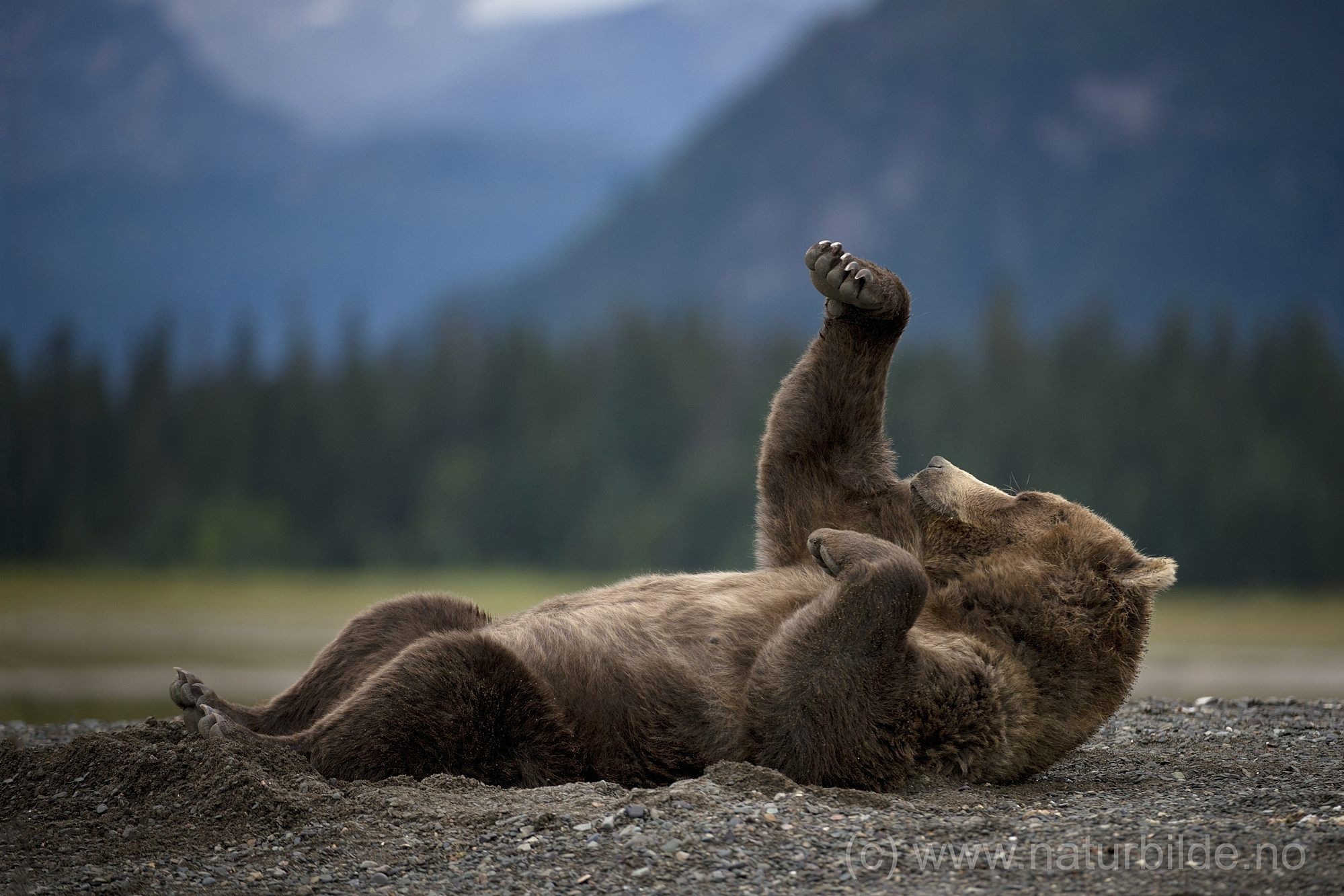 Brown bear rolling on the ground HD Wallpaper