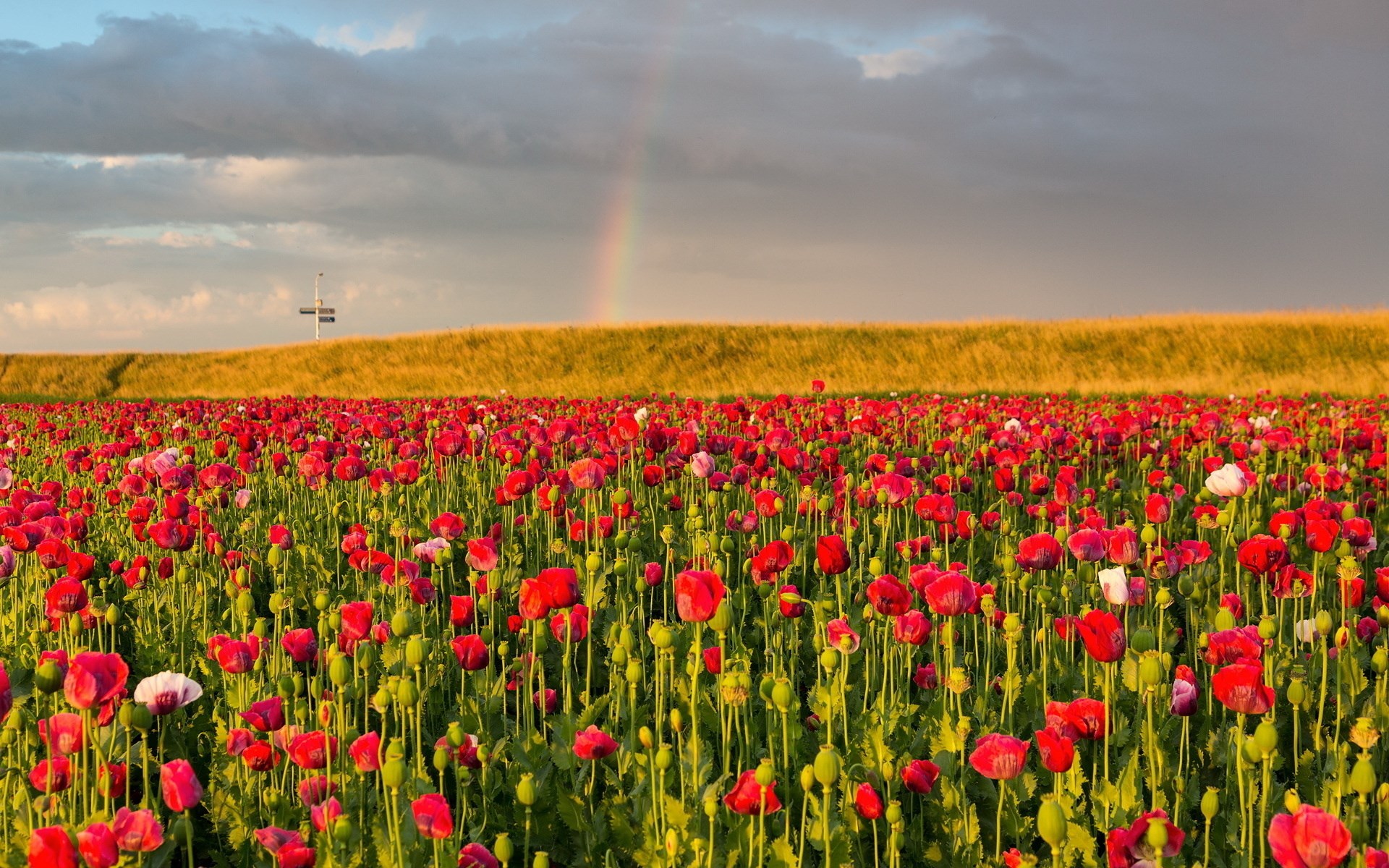 Field of red poppies with a rainbow and cloudy sky HD Wallpaper