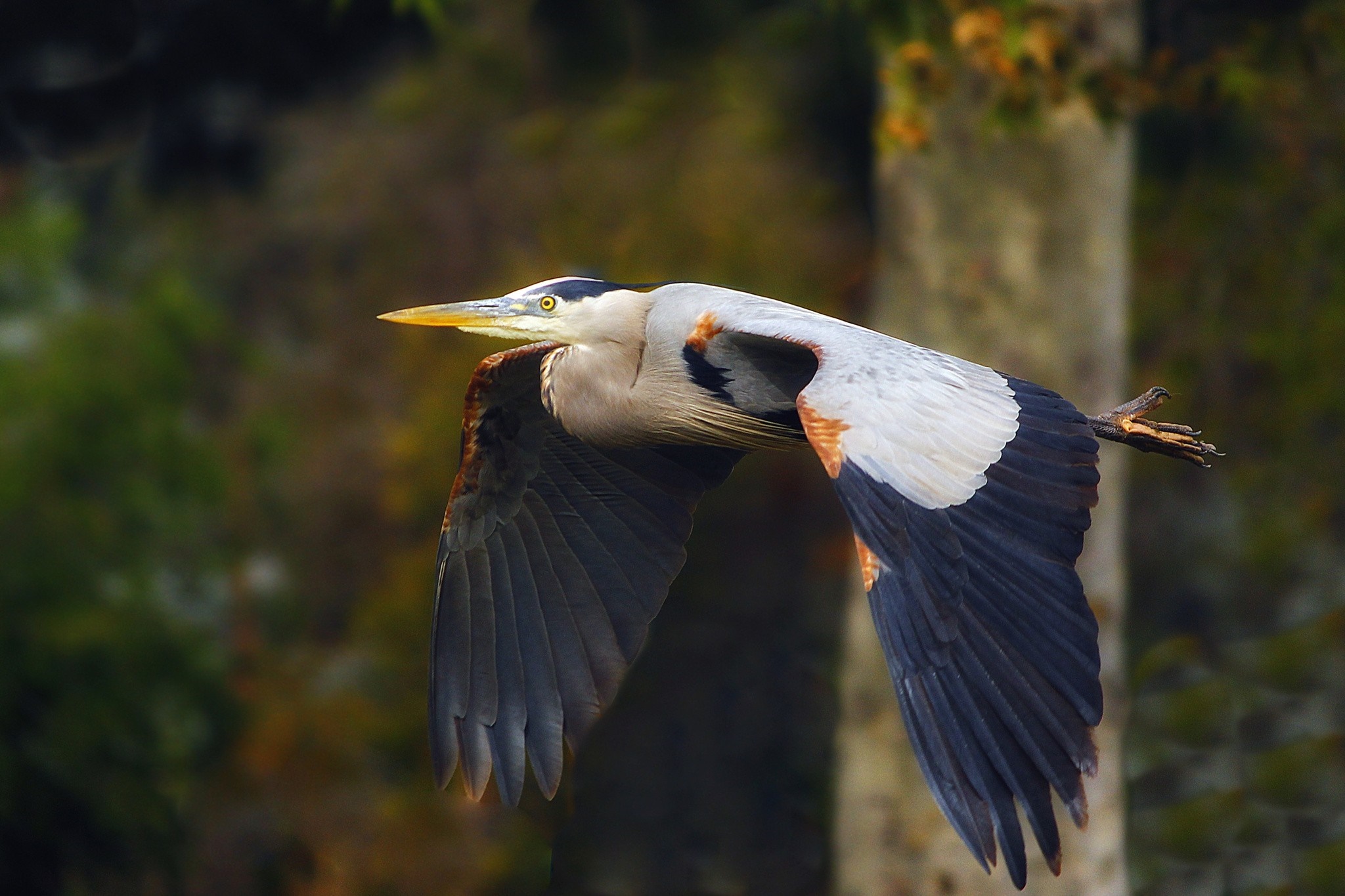Great Blue Heron in flight HD Wallpaper