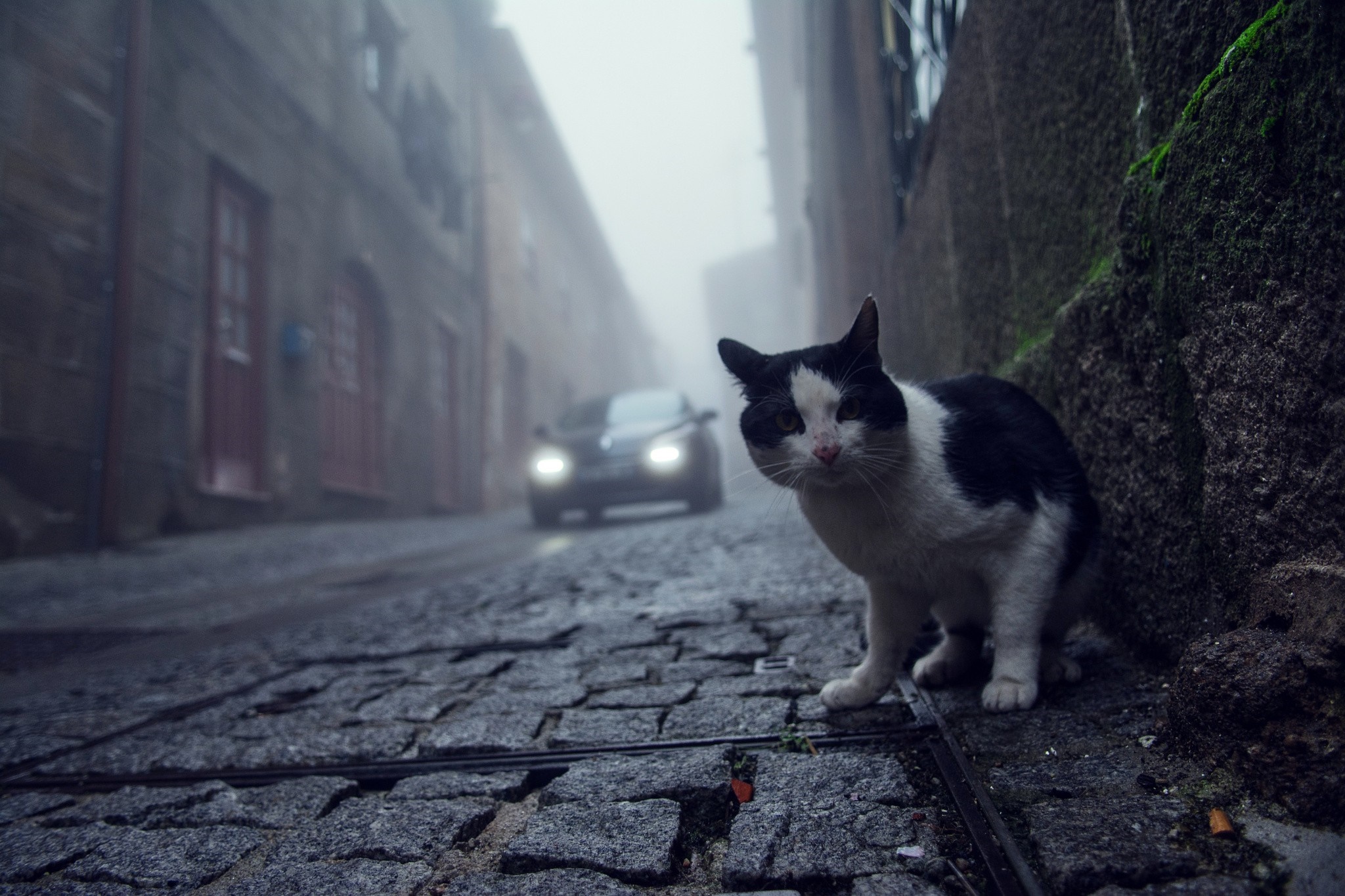 Black and white cat on a foggy cobblestone street with a car HD Wallpaper