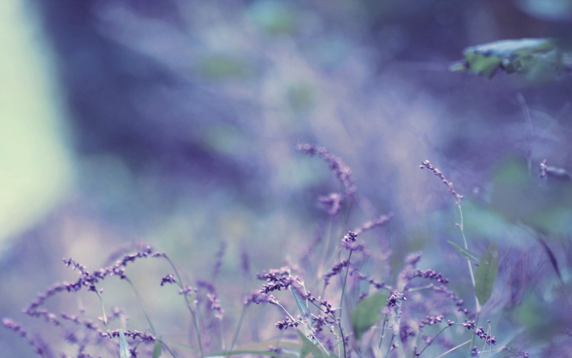 Purple wildflowers in soft focus with bokeh background HD Wallpaper