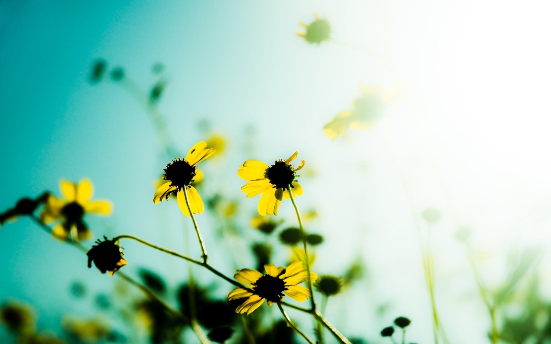 Yellow wildflowers against a bright blue sky with sunlight HD Wallpaper