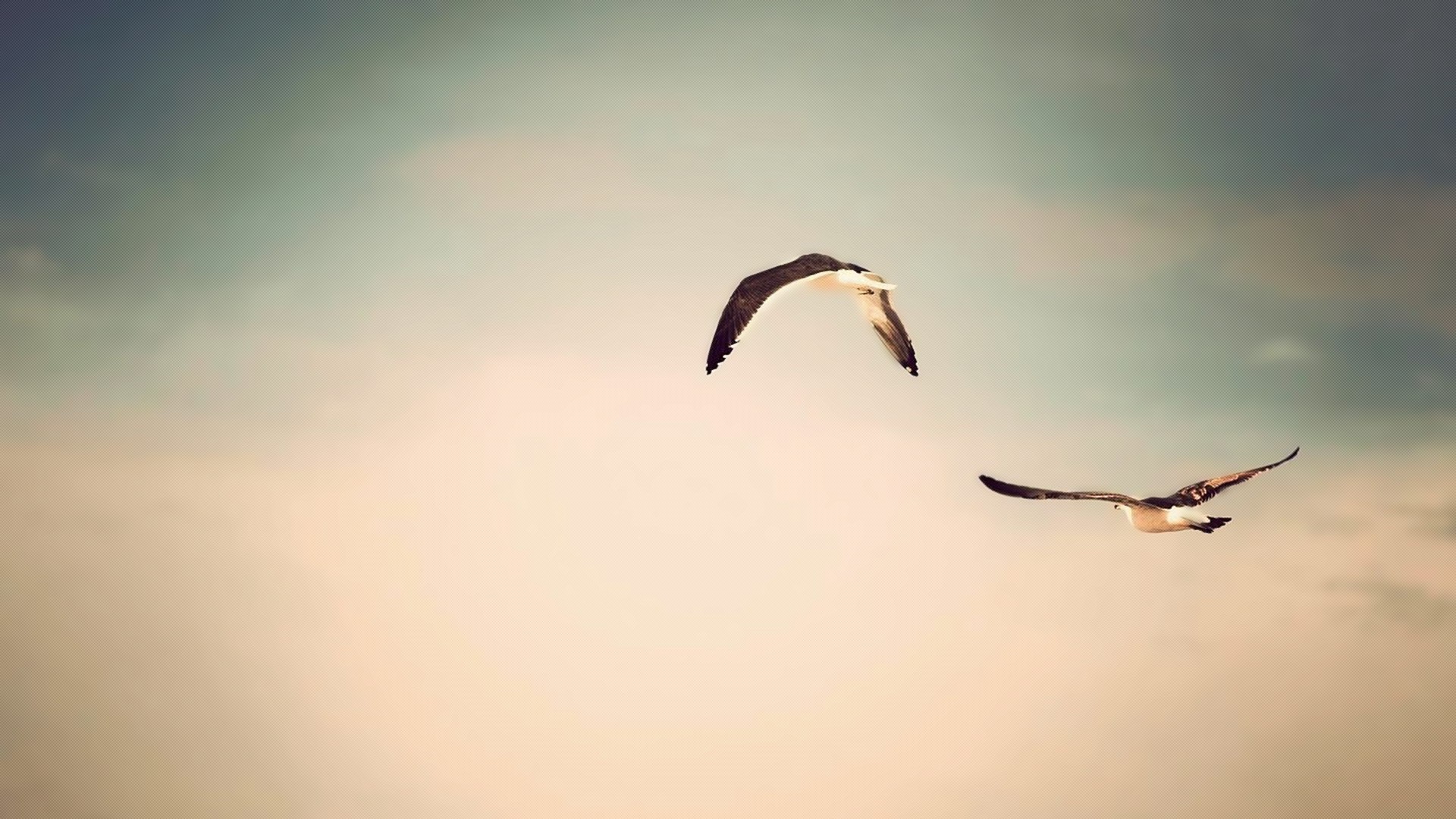 Two seagulls flying in the sky HD Wallpaper