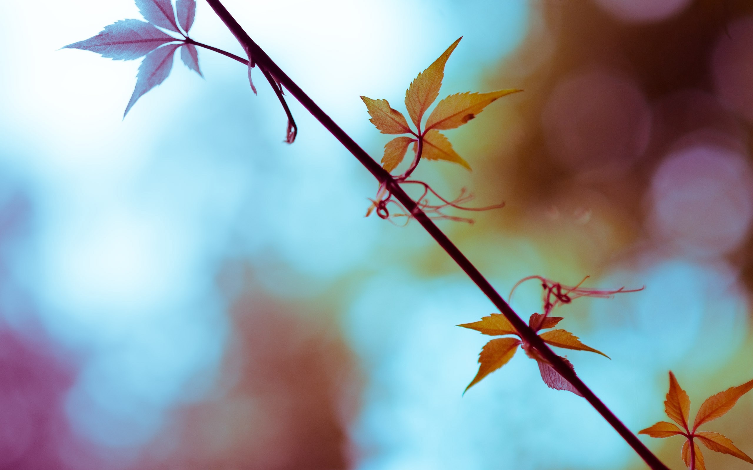 Close-up of autumn leaves on a branch with bokeh background HD Wallpaper