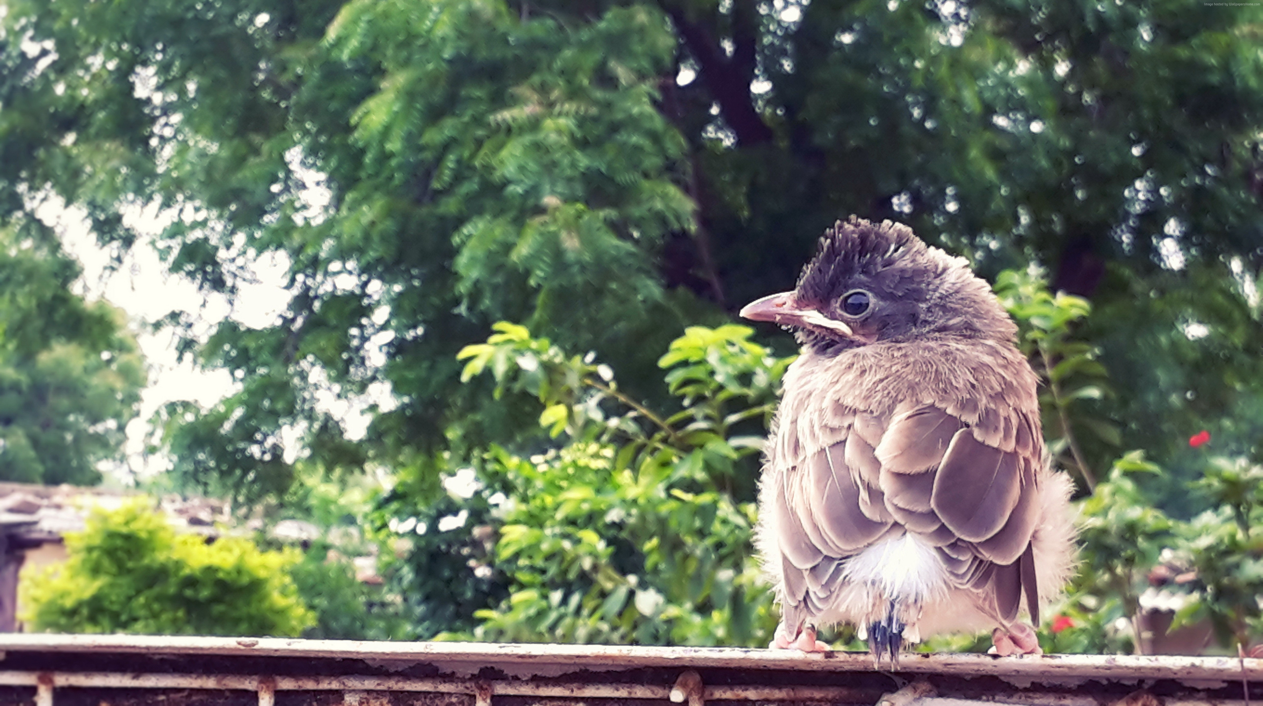 Baby bird perched on a railing with trees in background HD Wallpaper
