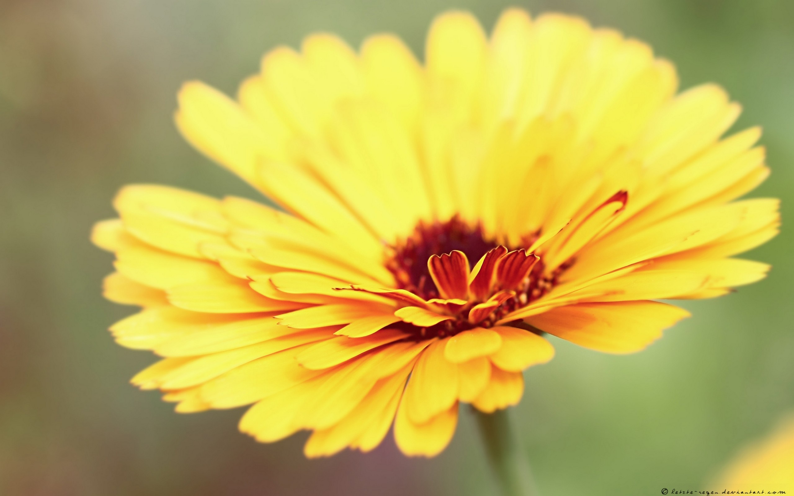 Close-up of a yellow calendula flower with a dark center HD Wallpaper
