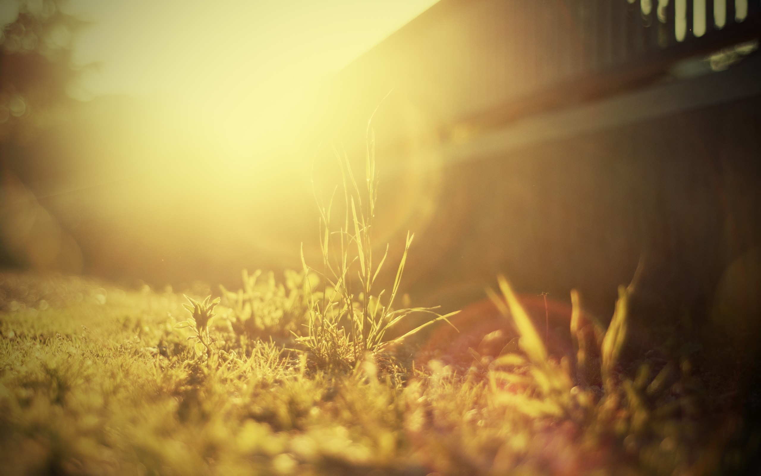 Sunlight filtering through grass with bokeh effect HD Wallpaper