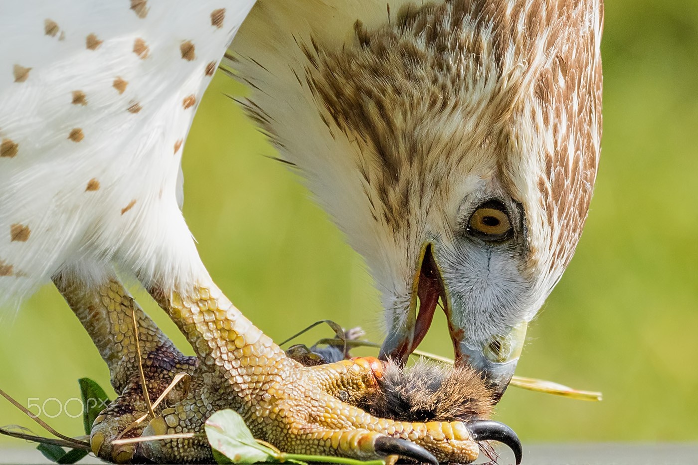 Hawk eating prey close up HD Wallpaper