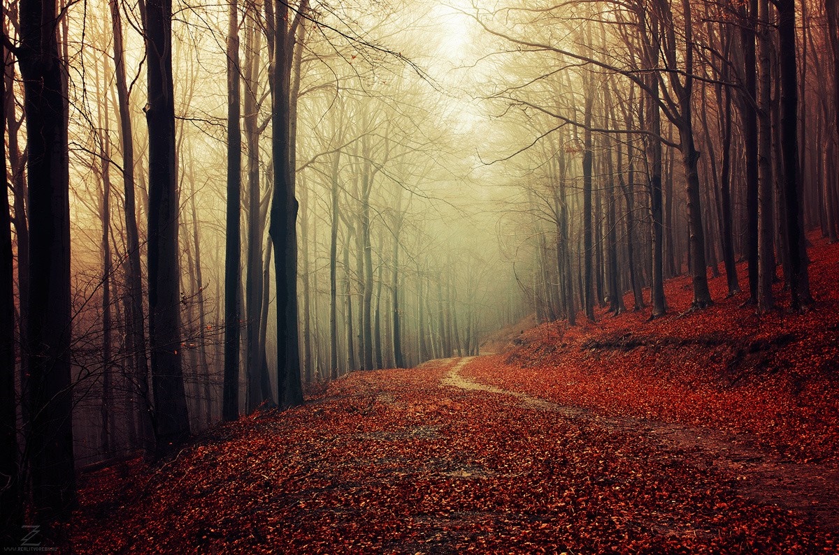 Autumn forest path with fallen leaves and fog HD Wallpaper