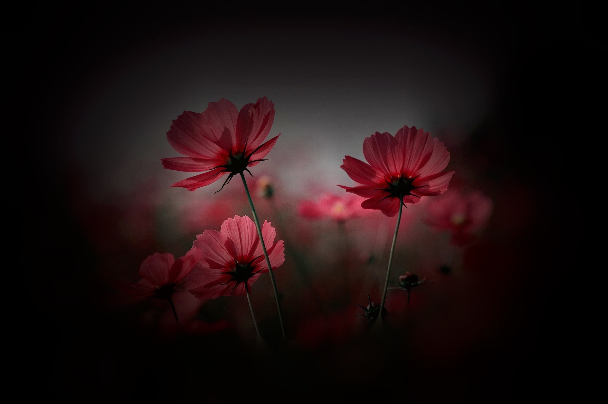 Pink cosmos flowers in dark background HD Wallpaper