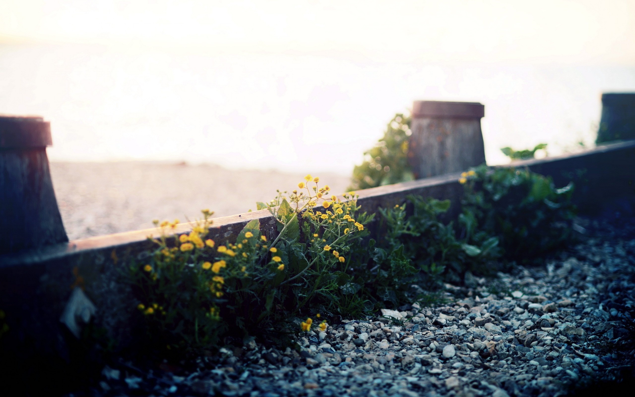 Yellow flowers growing by a concrete barrier on a beach HD Wallpaper