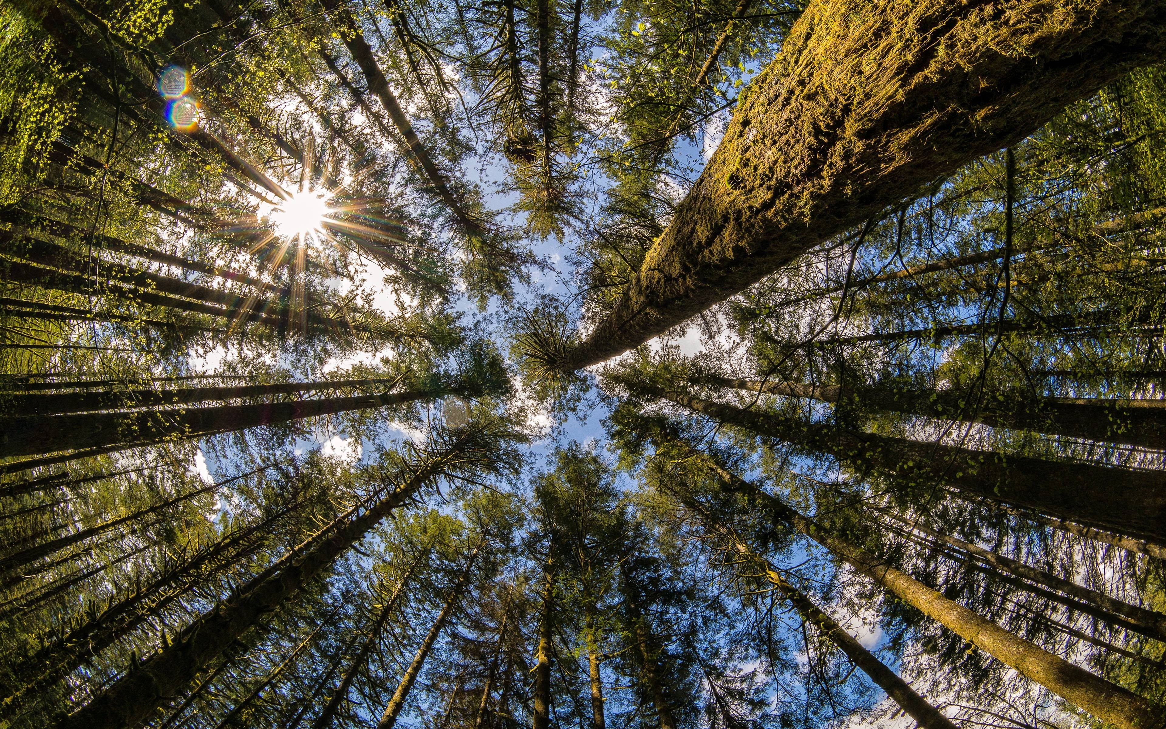 Looking up through tall trees at the sun HD Wallpaper