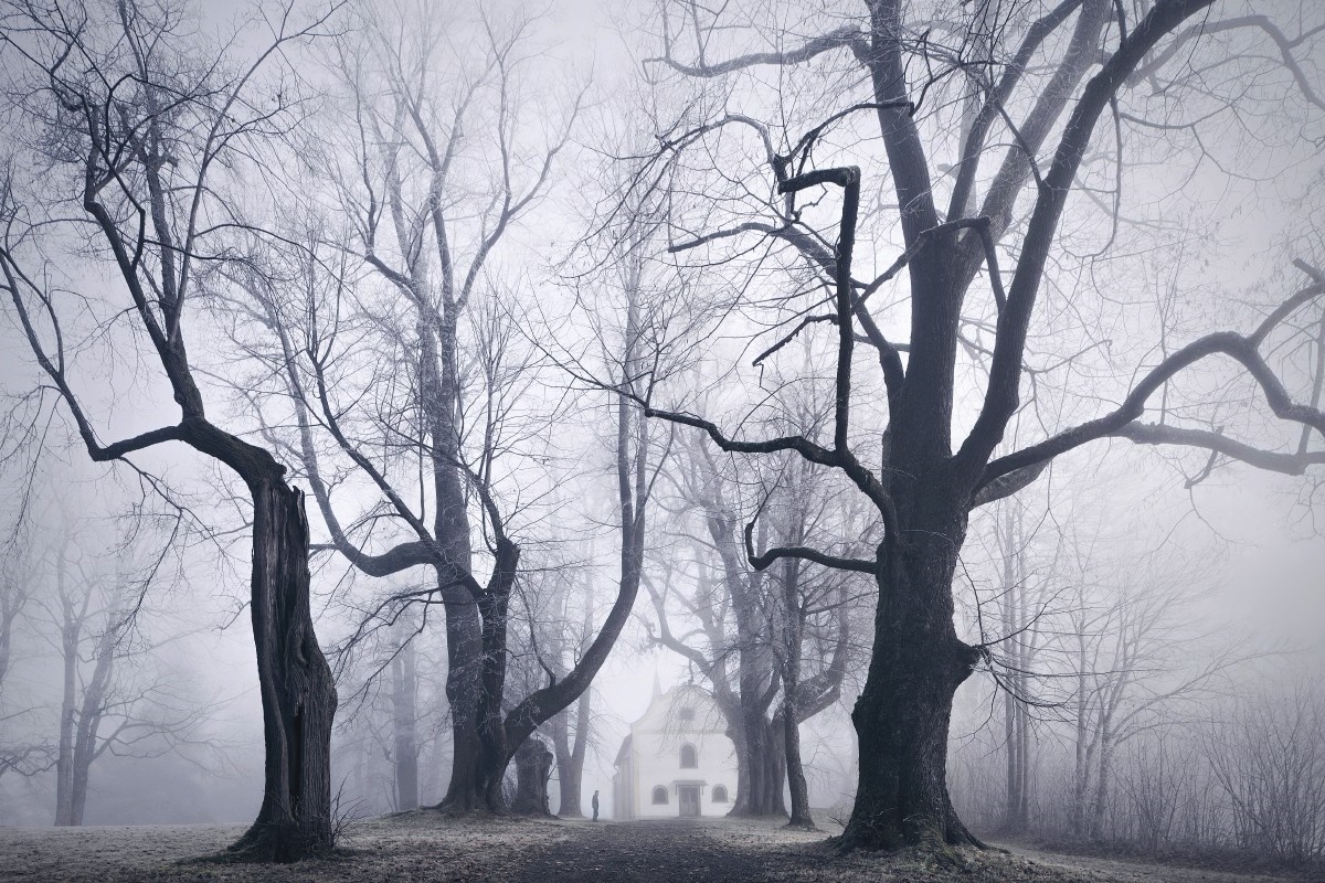 Bare trees in fog with a distant house HD Wallpaper