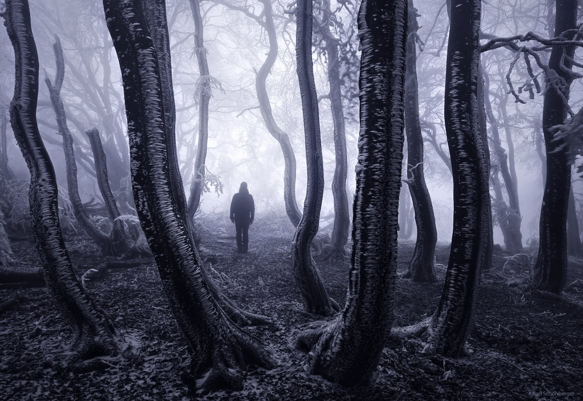 Person walking in a frosty, misty forest in winter HD Wallpaper
