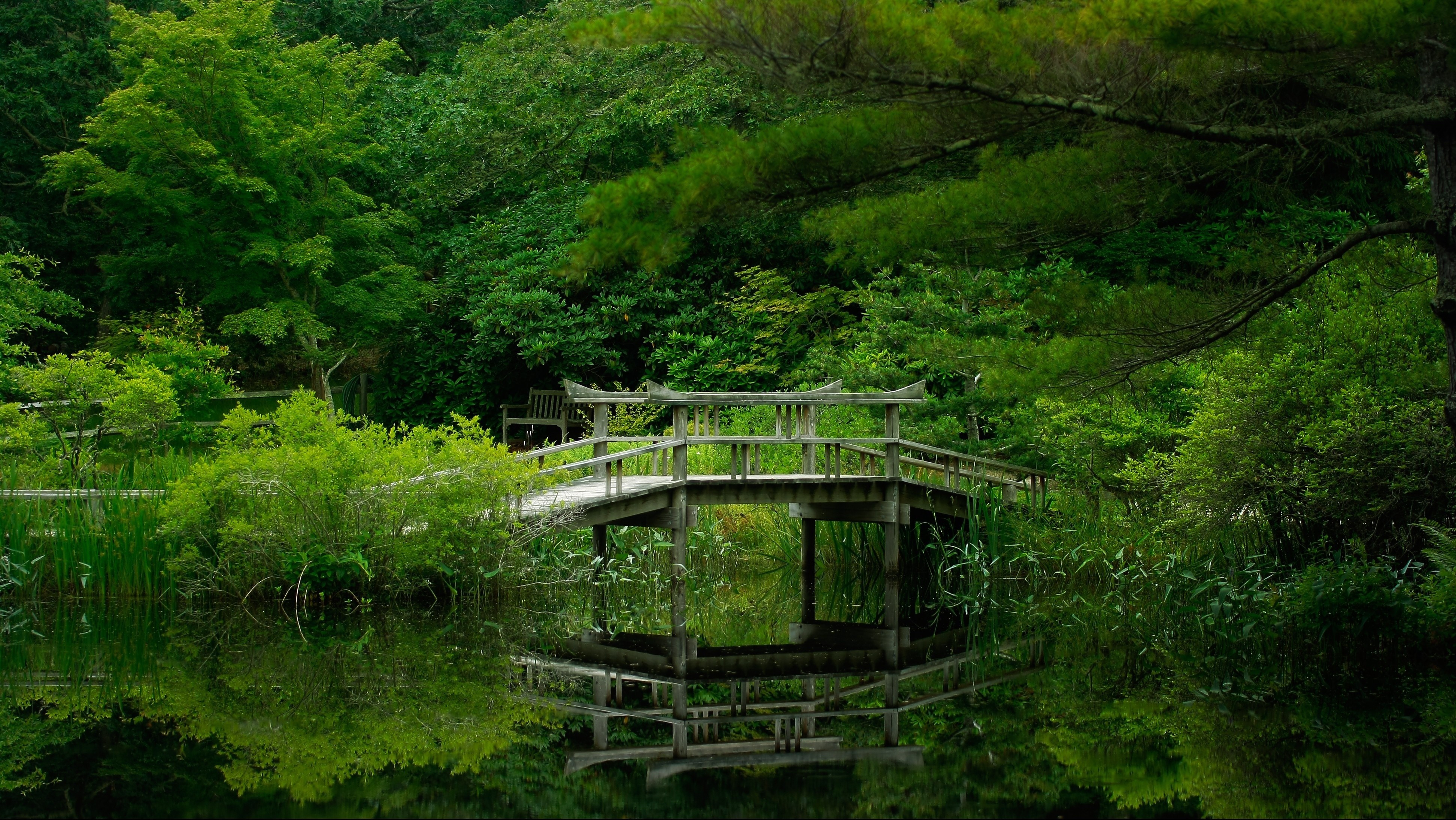 Wooden bridge over a pond in a green forest HD Wallpaper