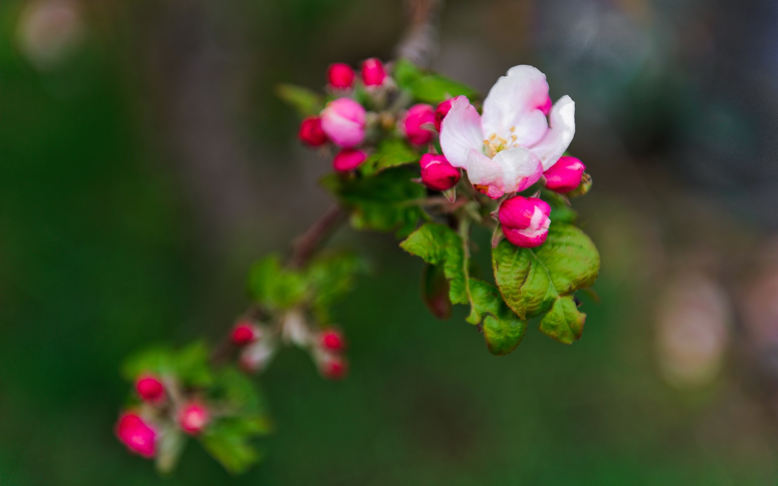 Pink and white apple blossoms on a branch HD Wallpaper