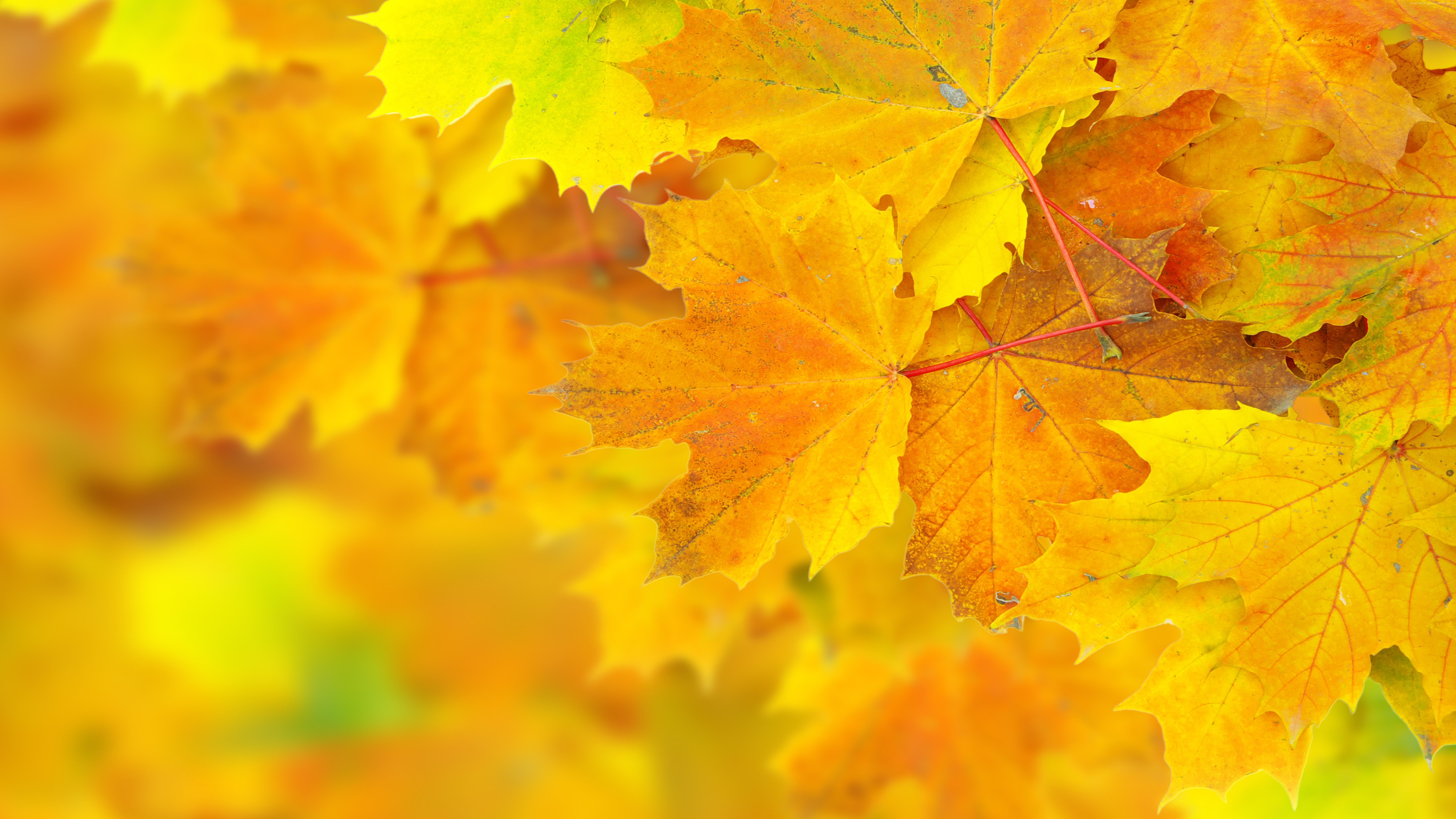 Macro view of yellow and orange maple leaves HD Wallpaper