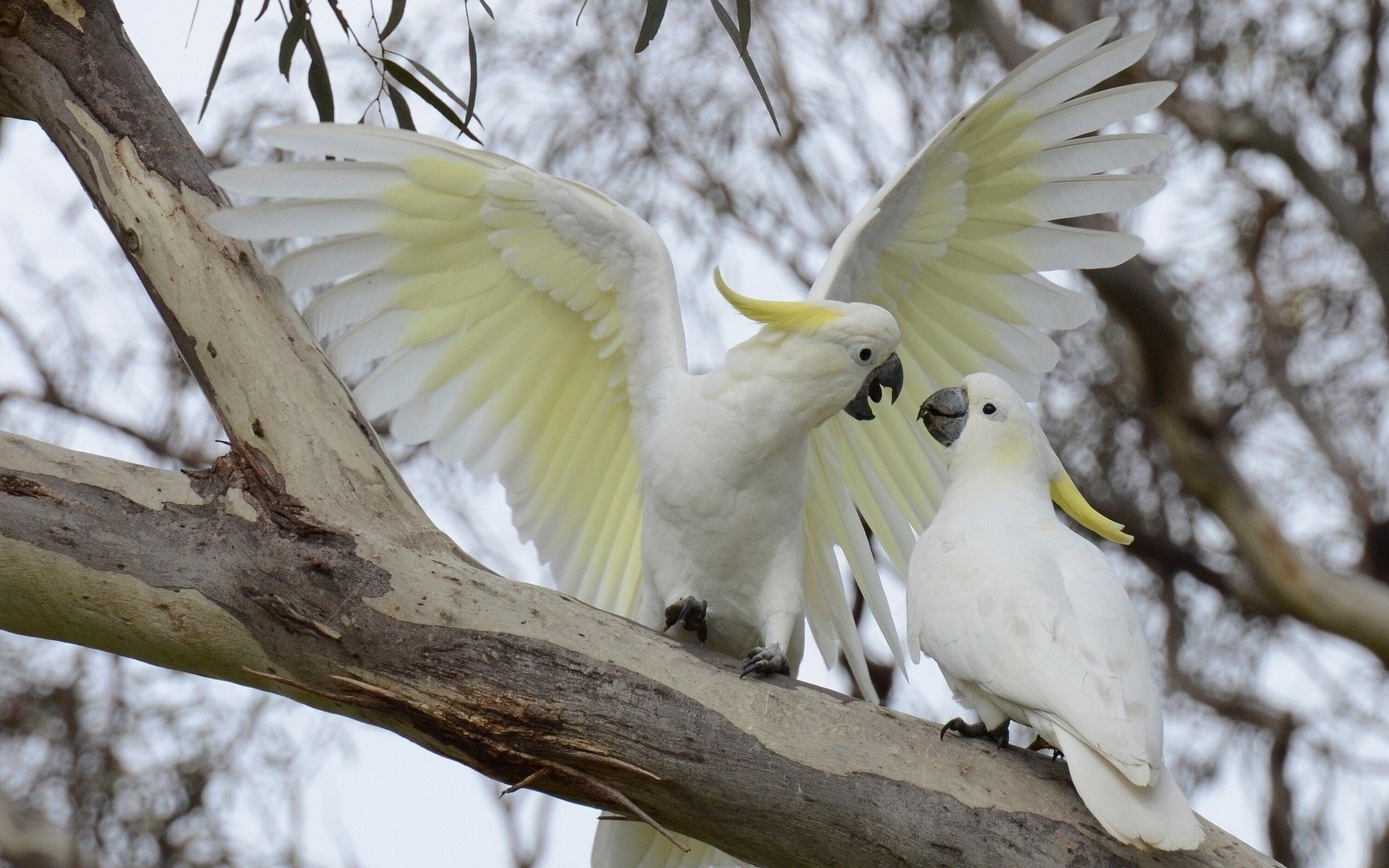 Two Sulphur-crested Cockatoos on a tree branch HD Wallpaper