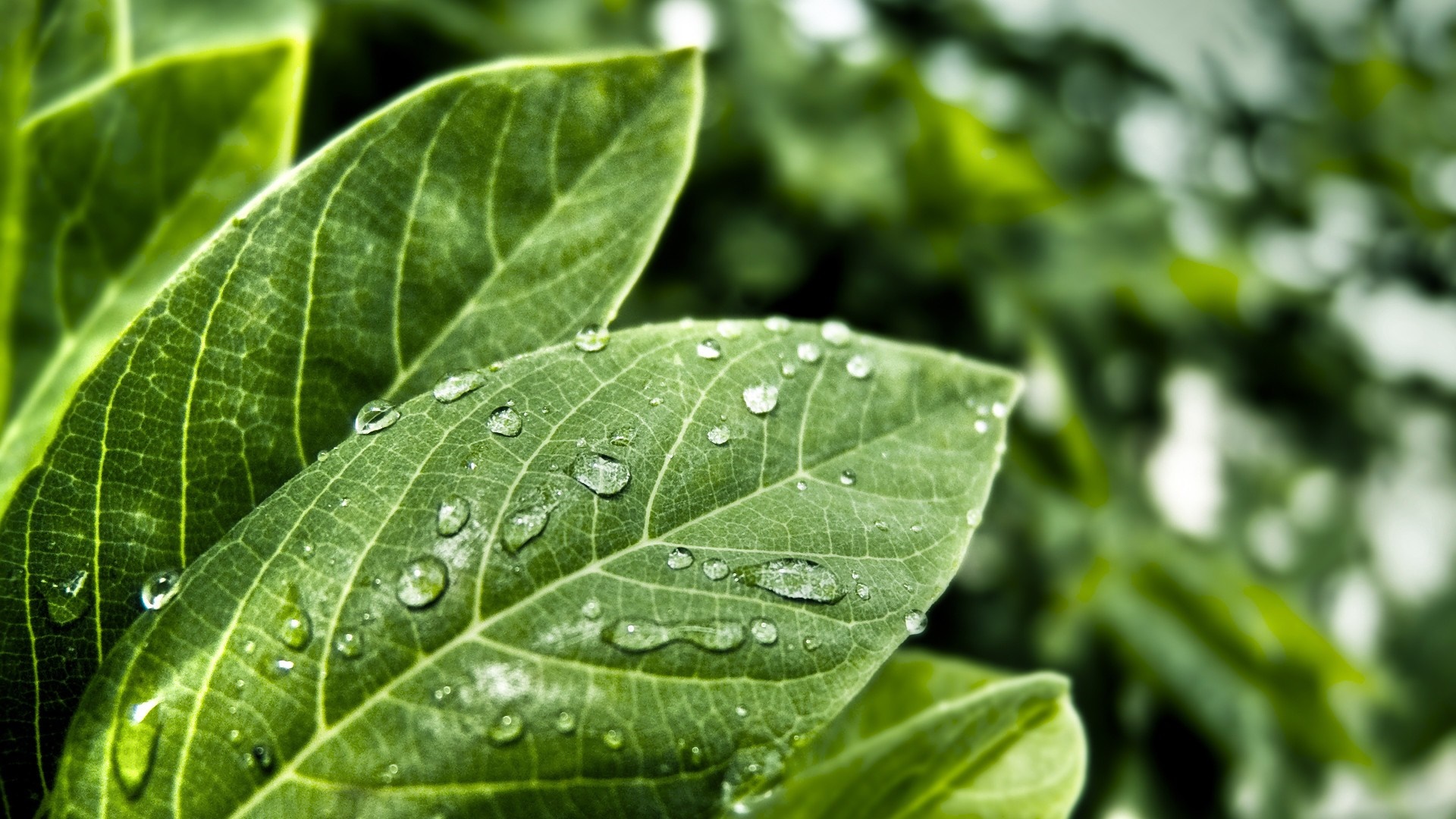 Close-up of green leaves with water drops HD Wallpaper