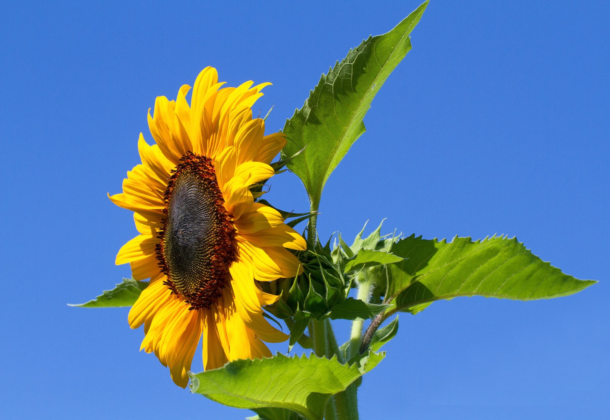 Sunflower blooming against a clear blue sky HD Wallpaper