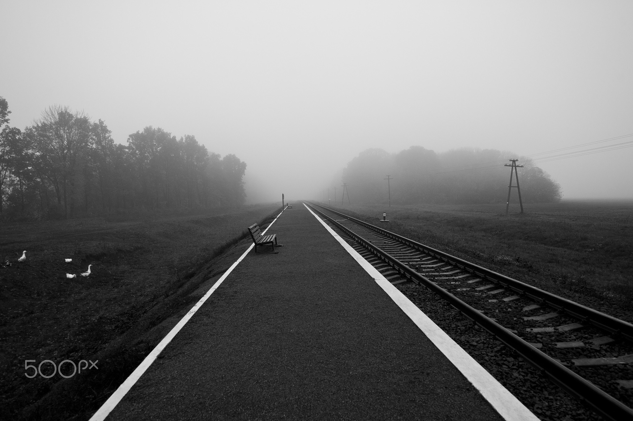 Train tracks in the fog with a bench and ducks HD Wallpaper