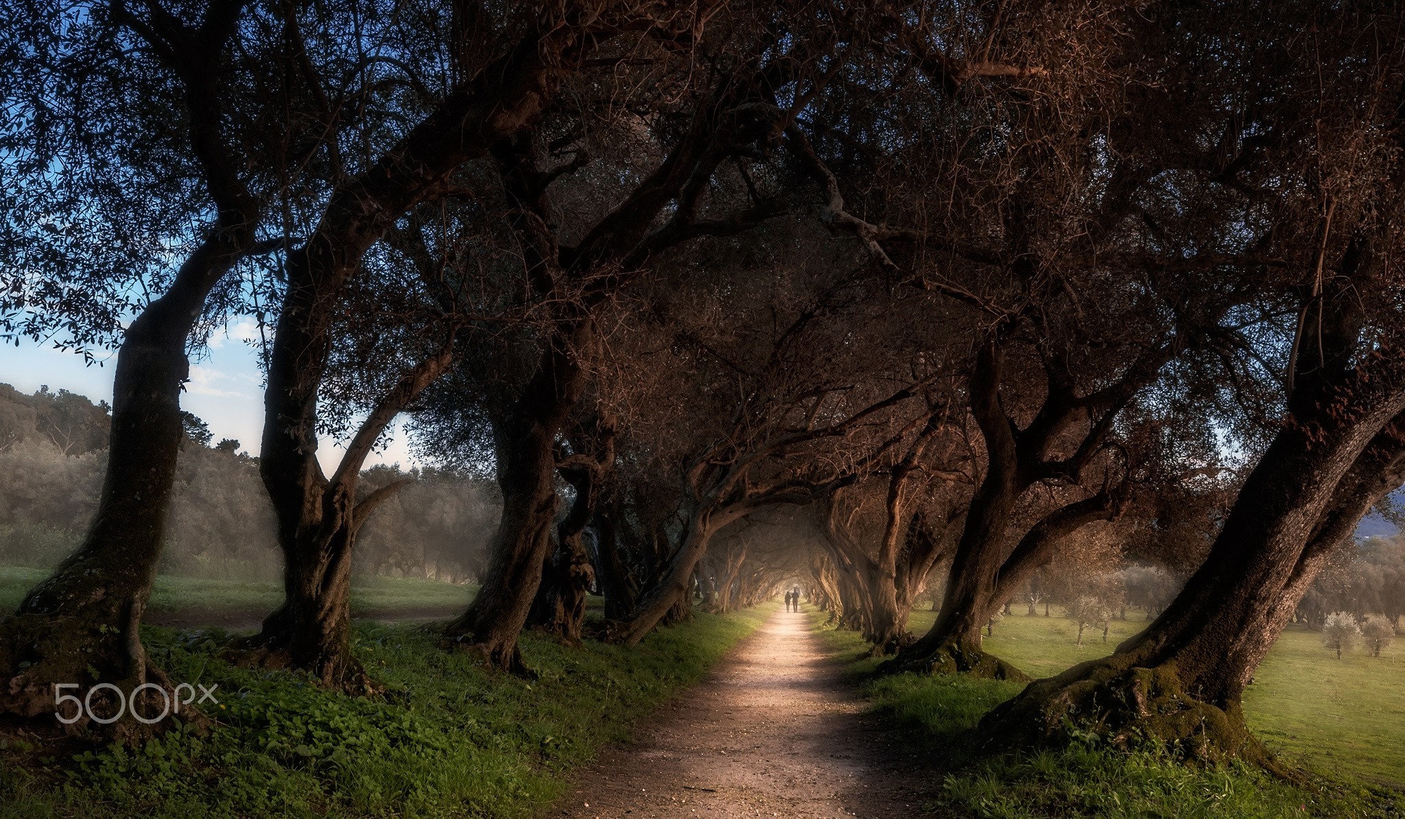 Two people walk down a tree-lined path in the morning HD Wallpaper
