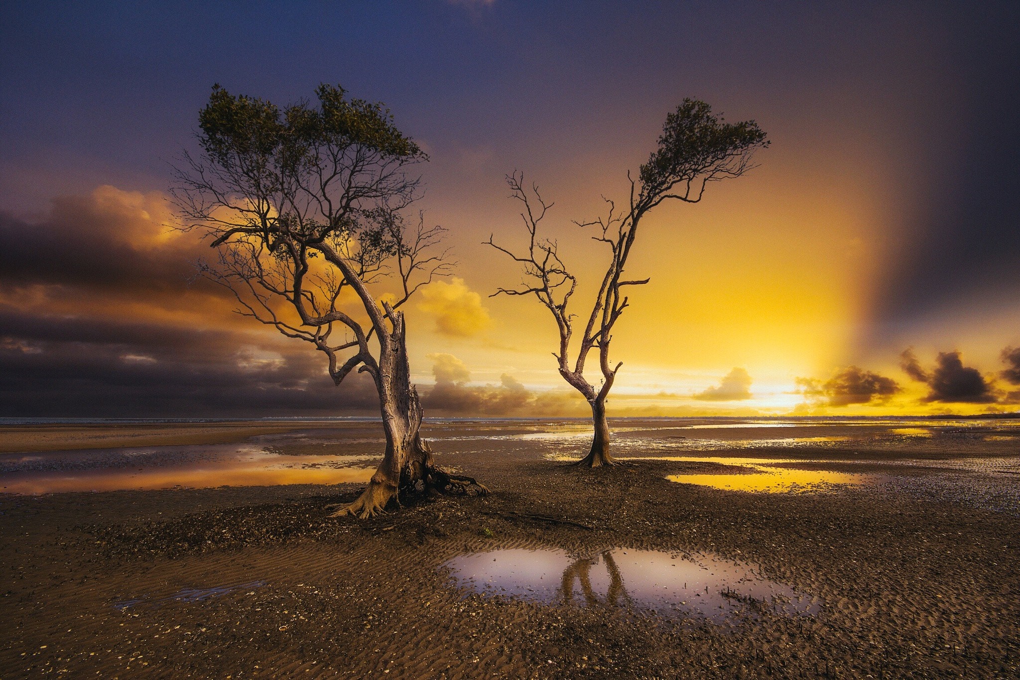 Two trees on a beach at sunset with dramatic clouds HD Wallpaper