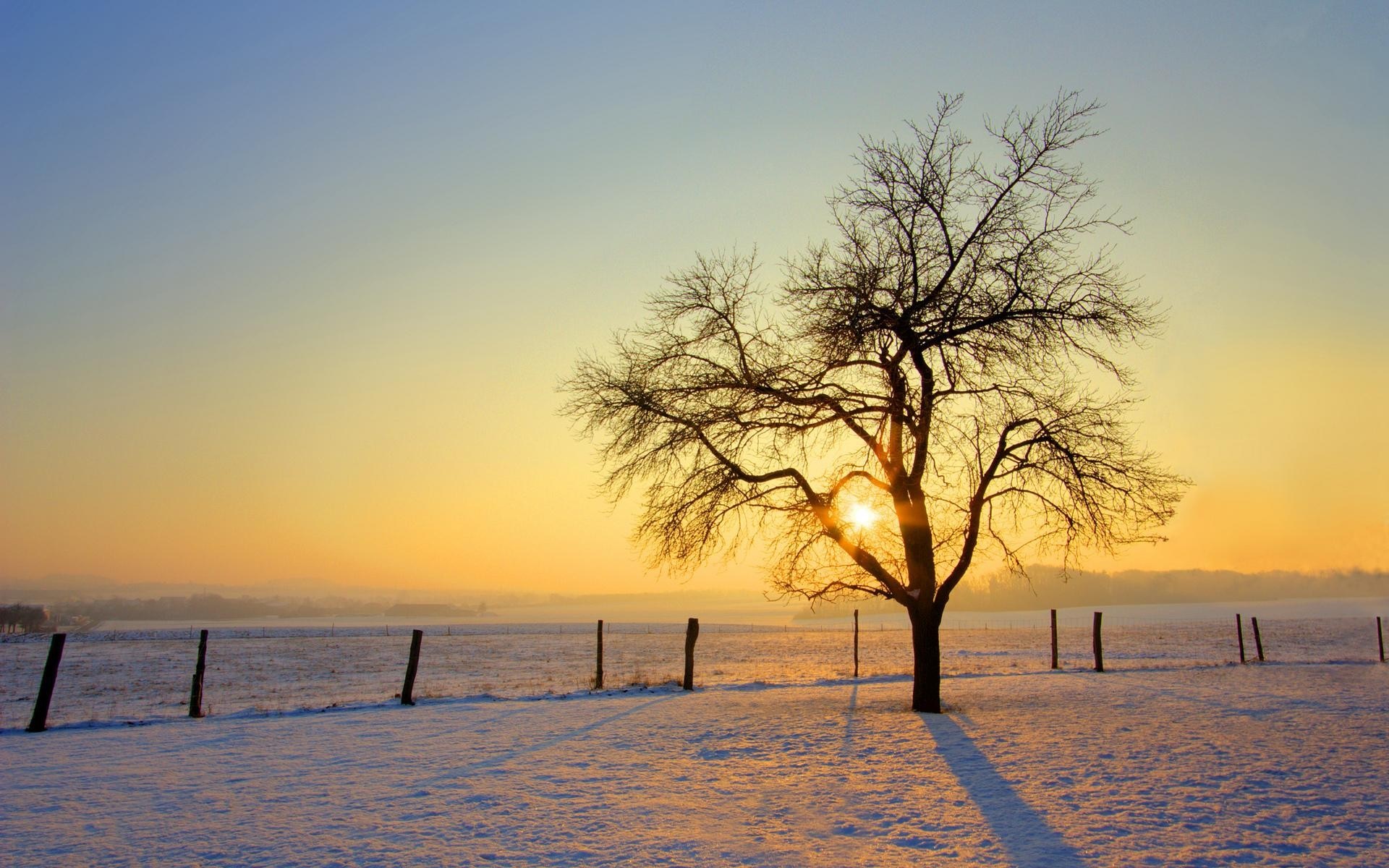 Bare tree in a snowy field at sunset HD Wallpaper