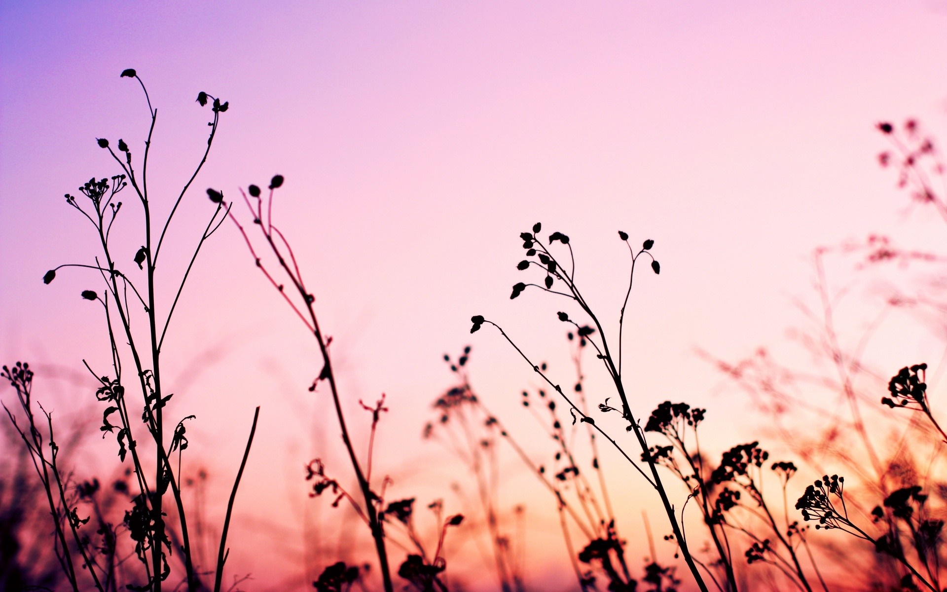 Silhouette of plants against a pink and purple sunset sky HD Wallpaper