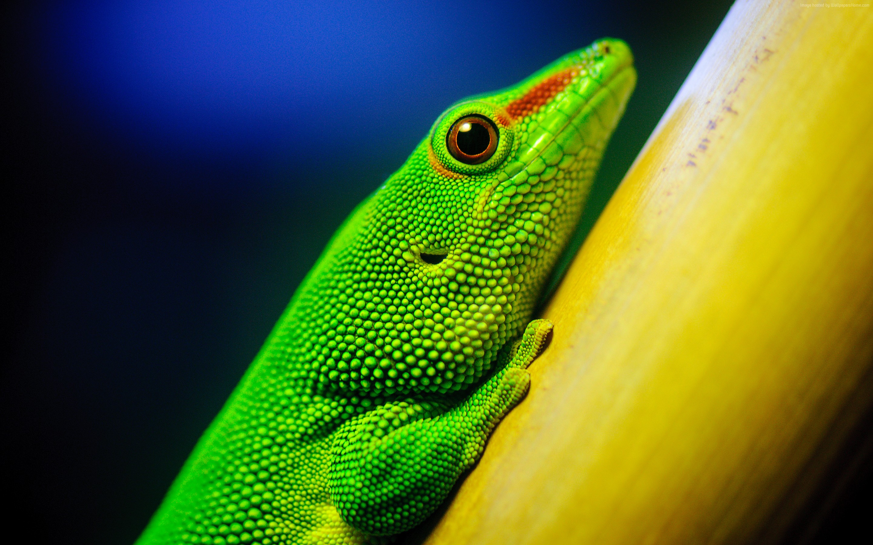 Green gecko with red stripe on bamboo HD Wallpaper