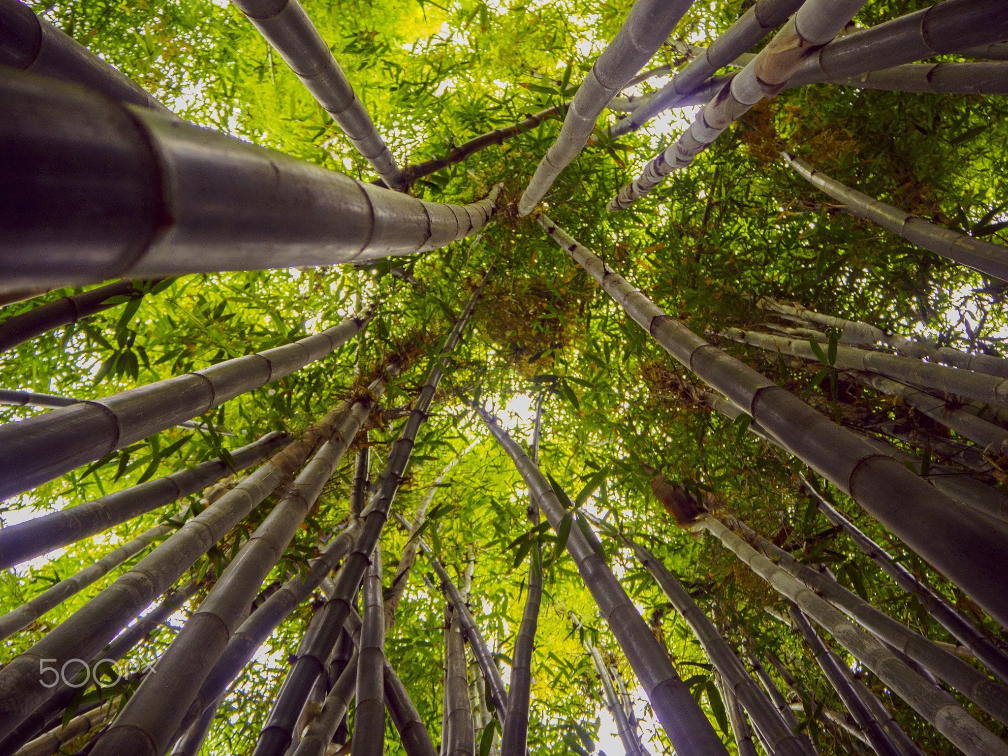 Looking up through a dense bamboo forest with sunlight filtering through leaves HD Wallpaper