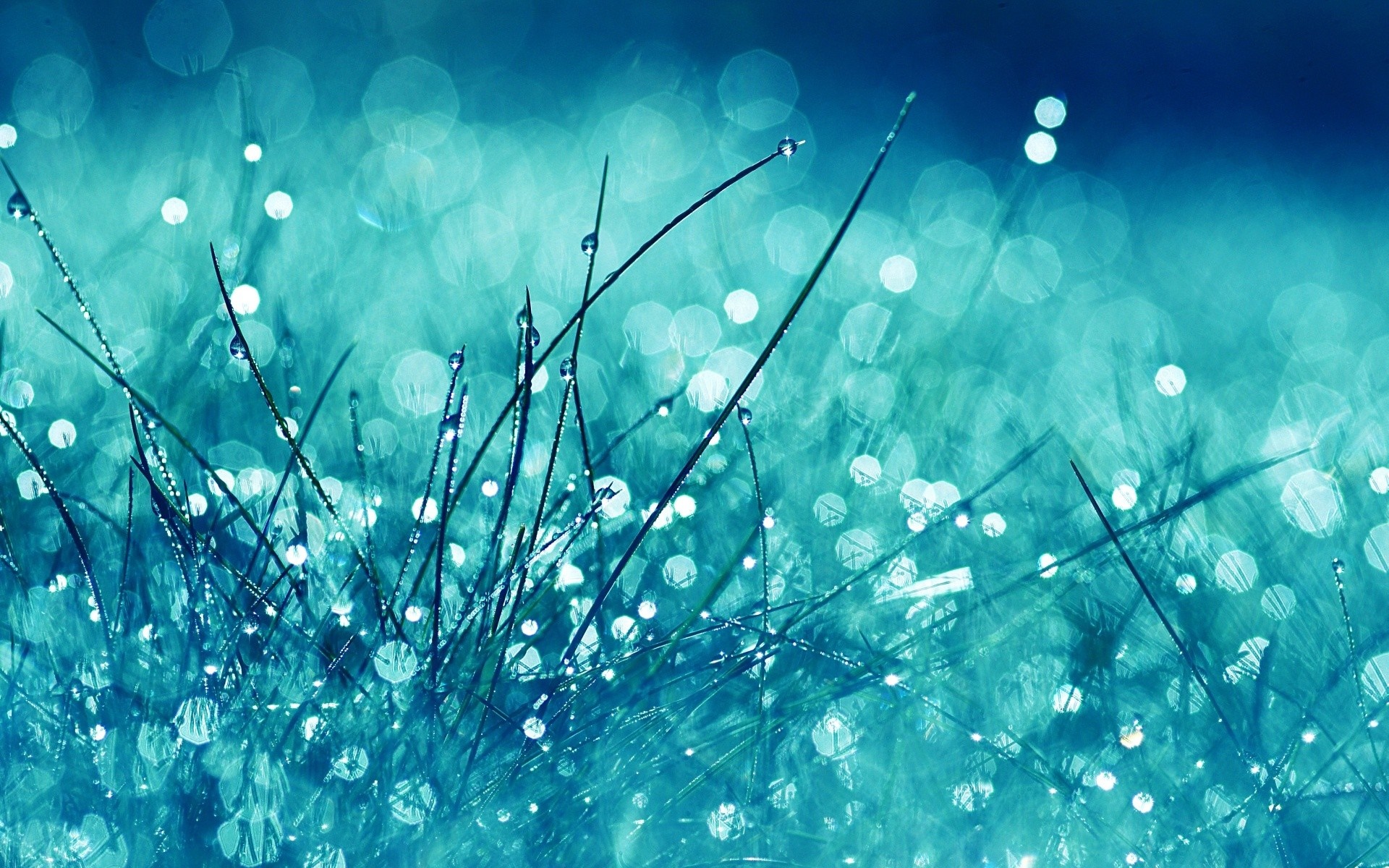 Macro photography of grass with dew drops and bokeh HD Wallpaper