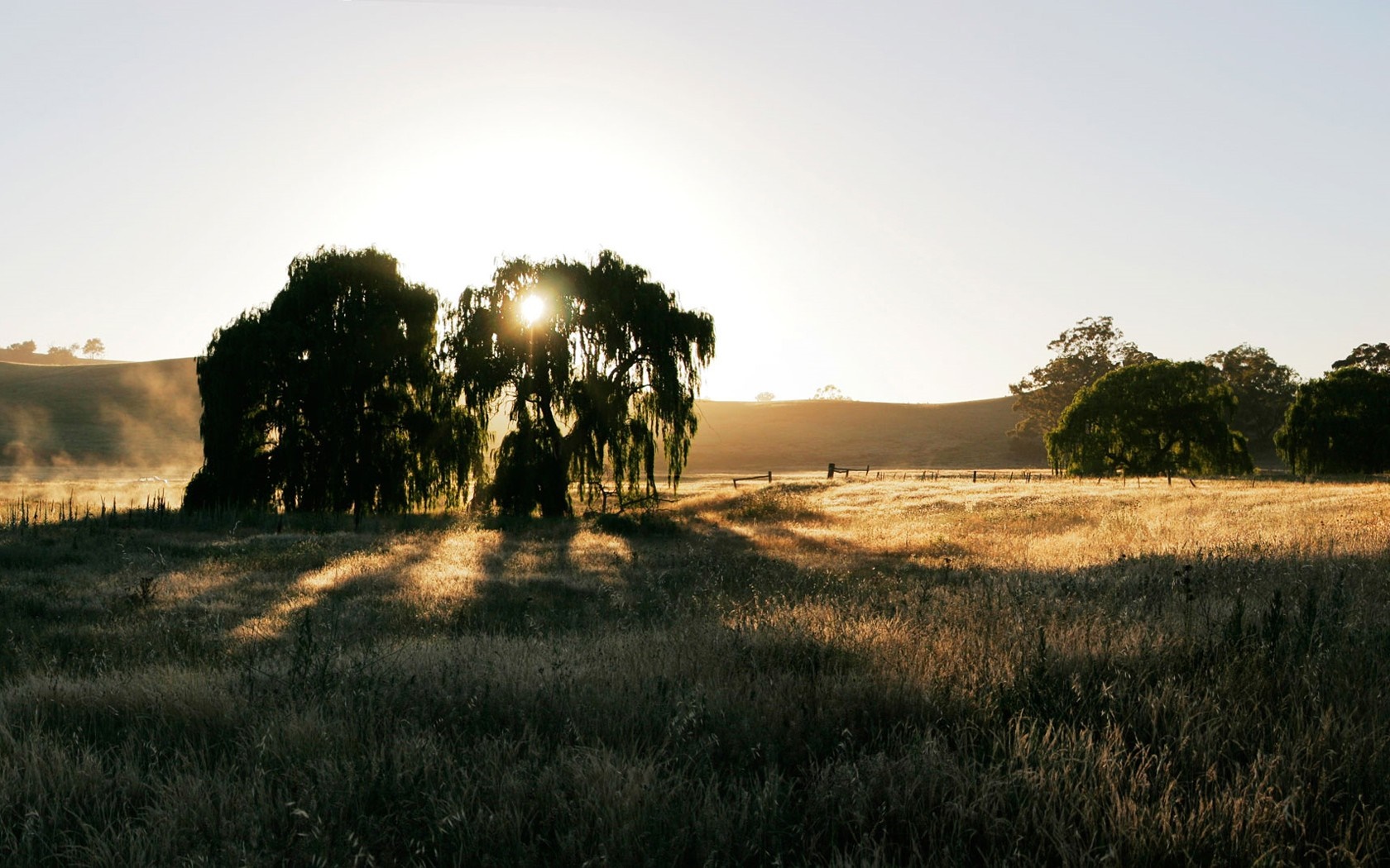 Sunlight filtering through trees in a grassy field at sunrise HD Wallpaper