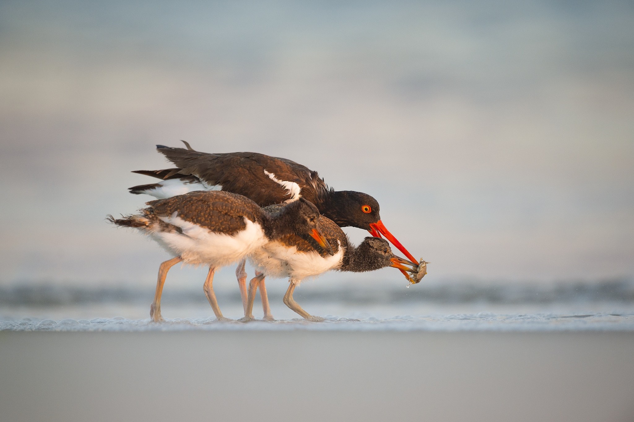 Oystercatcher feeding chicks on a beach HD Wallpaper