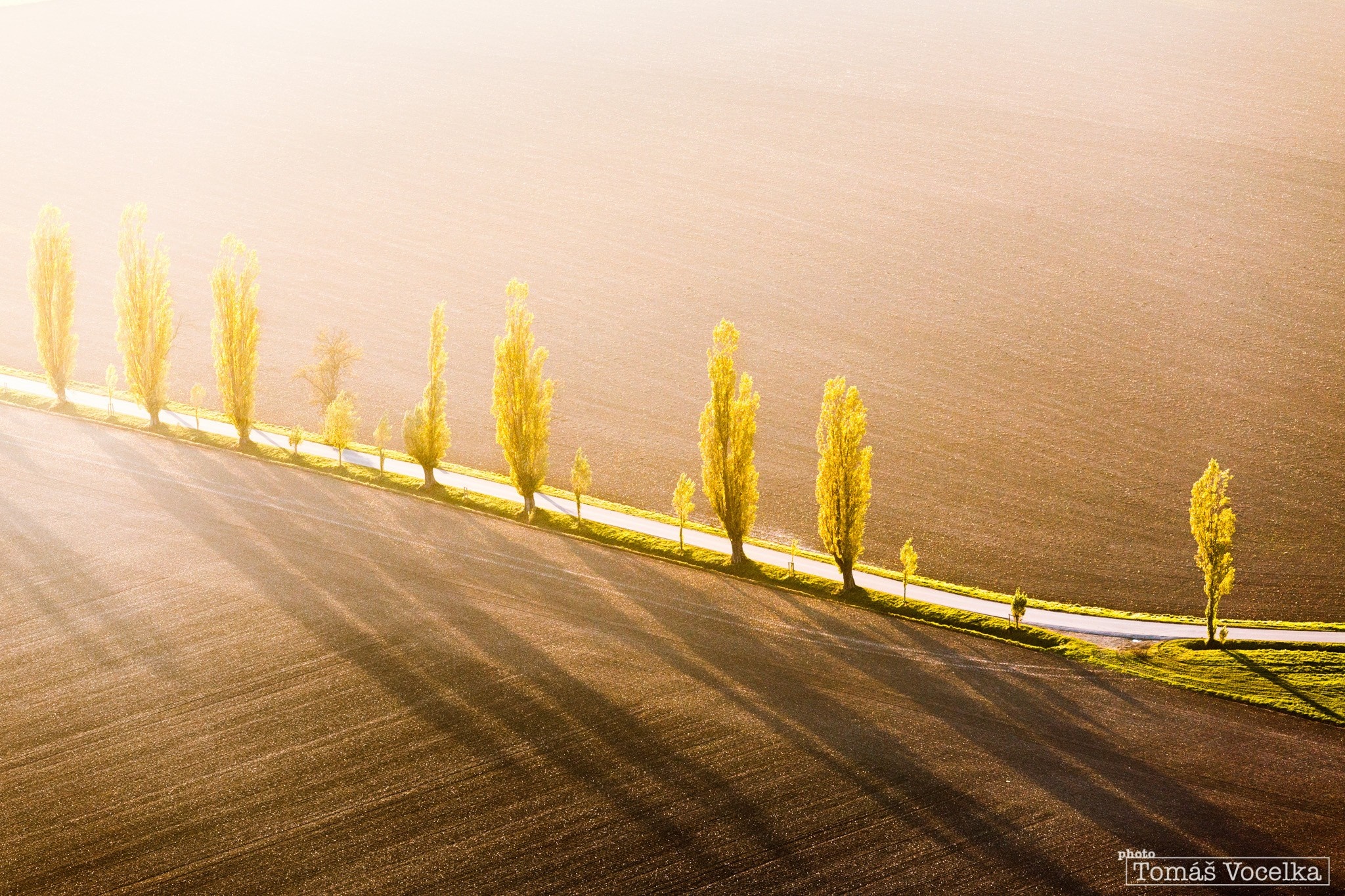 Trees lining a road at sunrise with long shadows HD Wallpaper